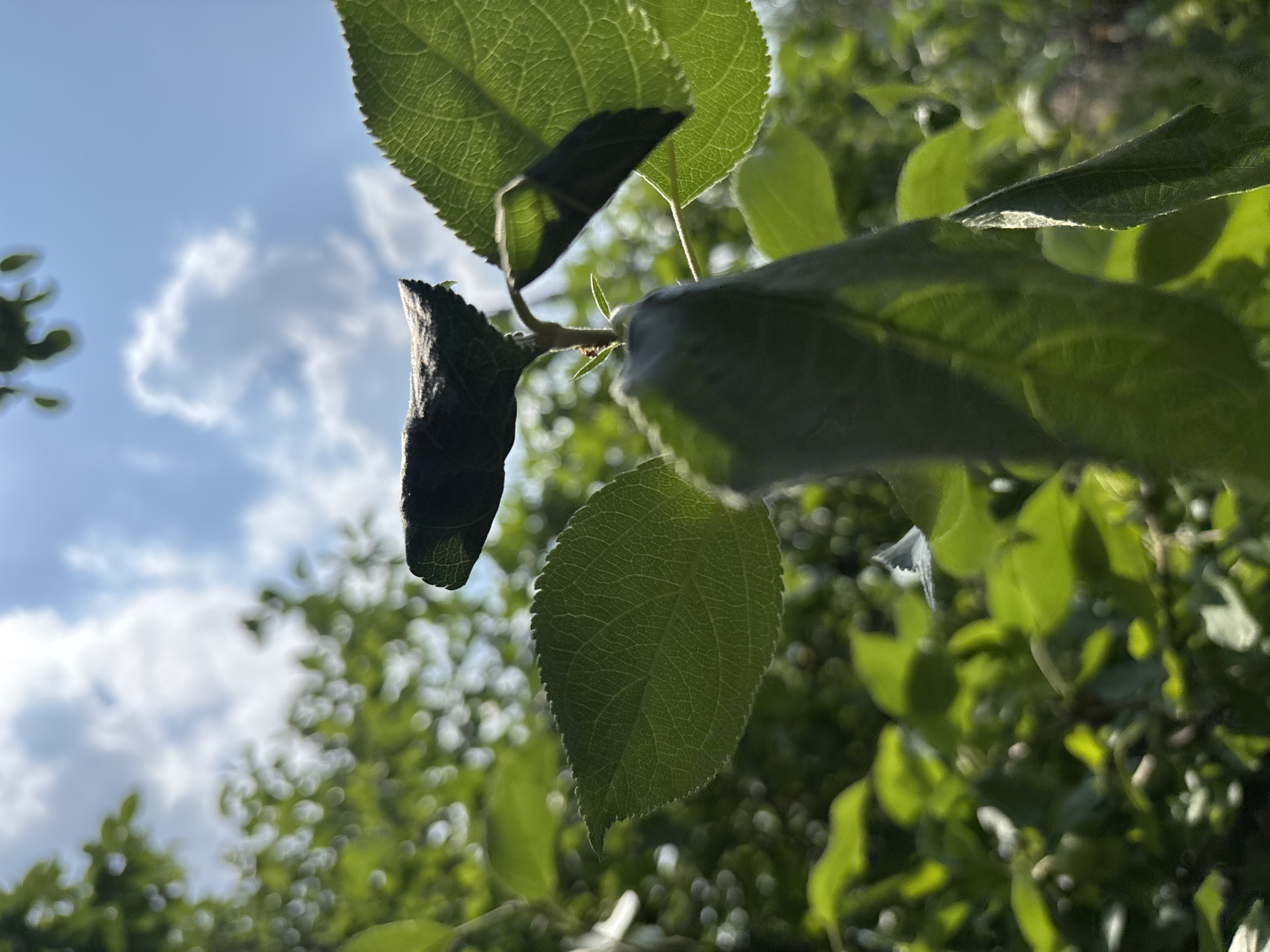 The image is a close-up, low-angle shot of a plant stem with leaves, set against a bright blue sky with fluffy white clouds. The foreground is dominated by green leaves, some appearing dried and brown at the edges. A tiny red ant is visible on the stem. In the background, out-of-focus green foliage creates a bokeh effect, suggesting a natural environment. The lighting indicates it is daytime, likely sunny. The scene is suggestive of a garden or natural area within Vishnevka, Russia, specifically focusing on the detail of plant life under a bright sky.