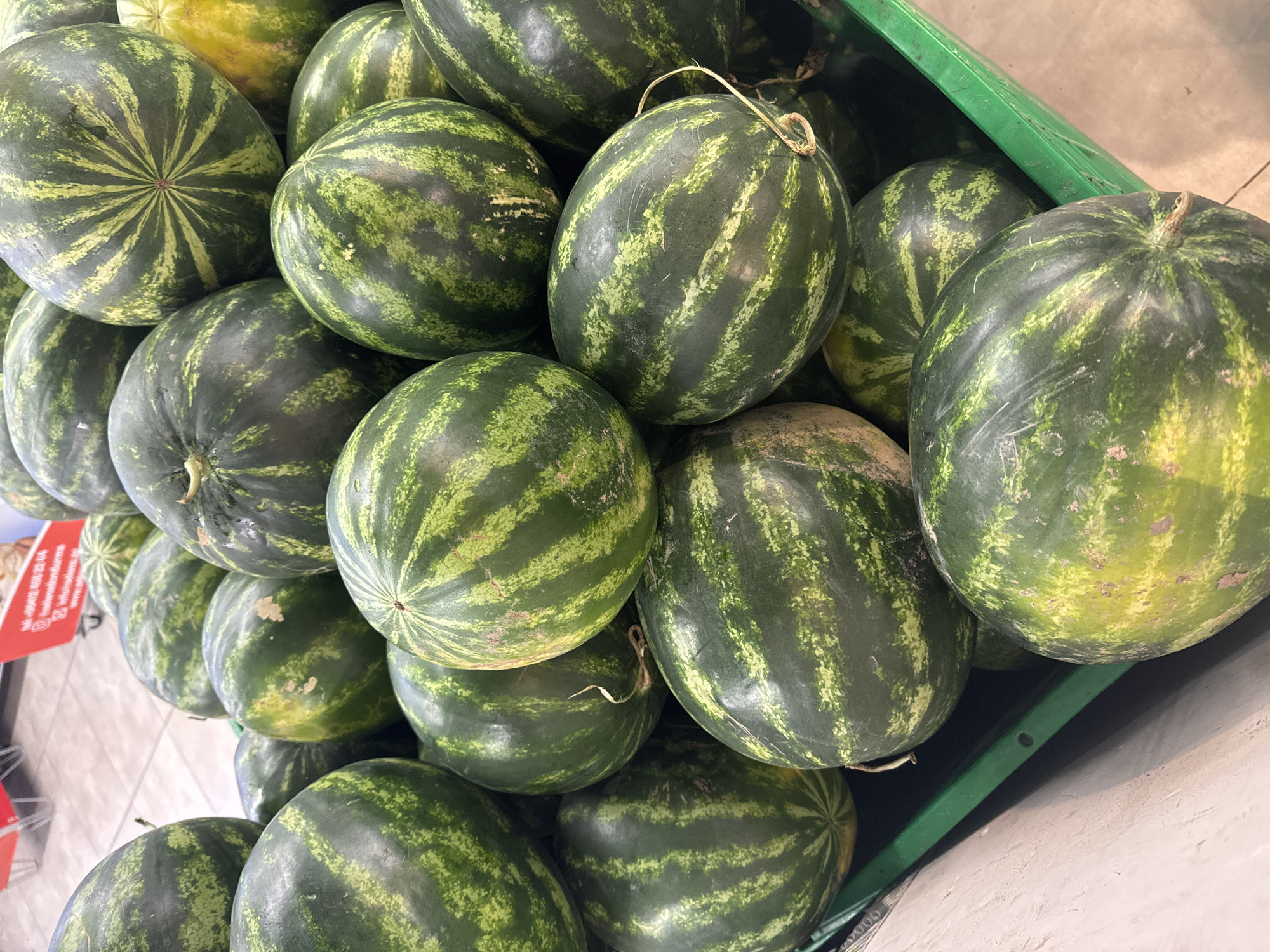 This image captures a close-up, overhead view of a large pile of watermelons displayed in a green plastic crate at a market or grocery store. The watermelons are predominantly dark green with lighter green striped patterns. Some have yellowing on their rinds, suggesting ripeness. The crate is full, with watermelons stacked tightly, creating a textured surface of rounded shapes. The lighting appears to be from overhead, casting subtle shadows and highlighting the melons' glossy skins. In the background, out of focus, a tiled floor and part of a red display stand with some text are visible, suggesting an indoor retail environment. The scene is static, showing a still life arrangement of fruit. There are no people or animals present in the image. The location is not specified to be in the city of Baku, Azerbaijan.
