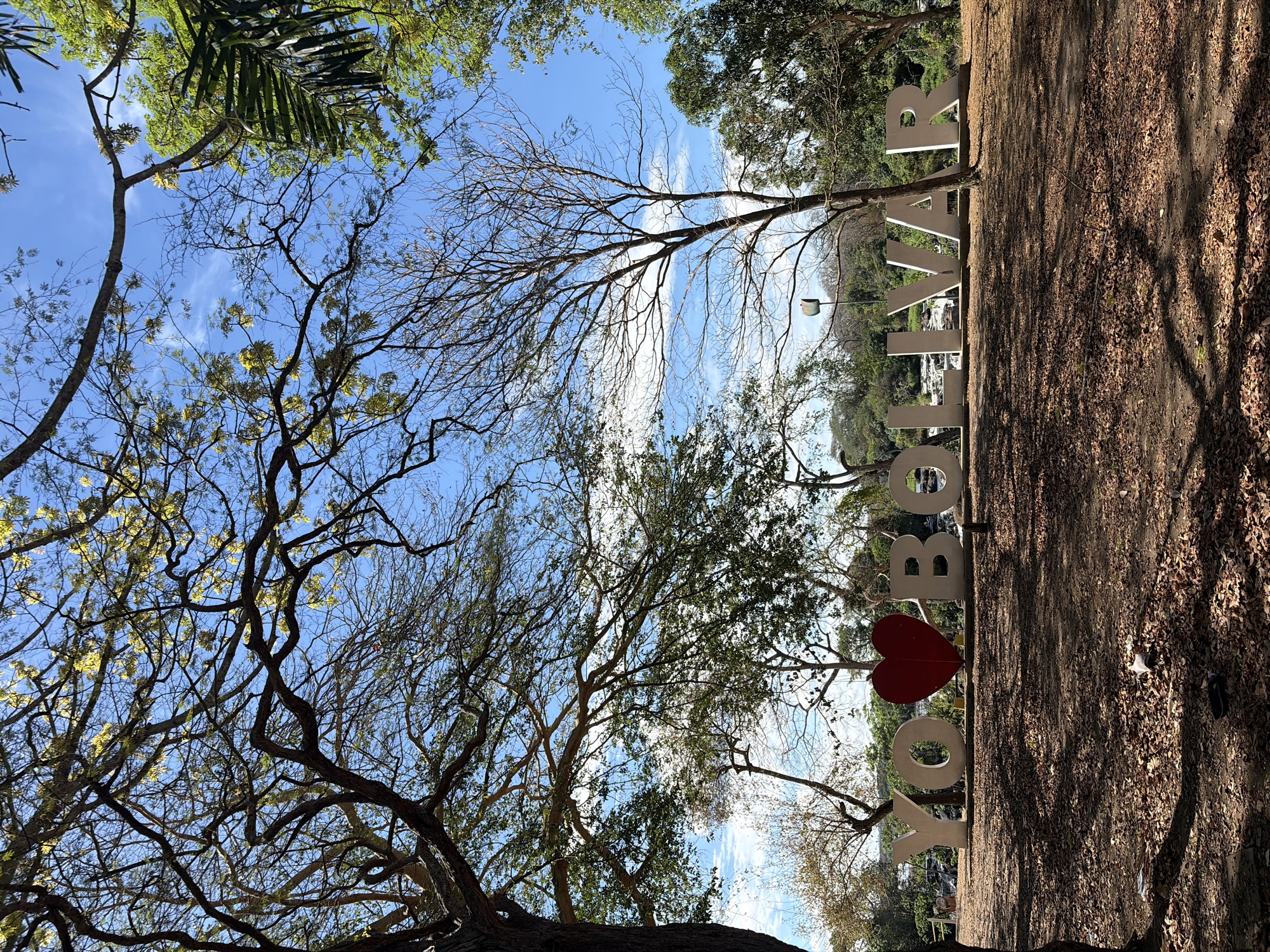 The image captures a view looking upwards through tree branches towards the sky, with the "YO AMO BOLÍVAR" sign visible in the lower right. The red heart replaces the word love in "YO AMO." The background shows other trees and some cityscape elements. The scene is set in Ciudad Guayana, Venezuela. The ground is covered in fallen leaves.