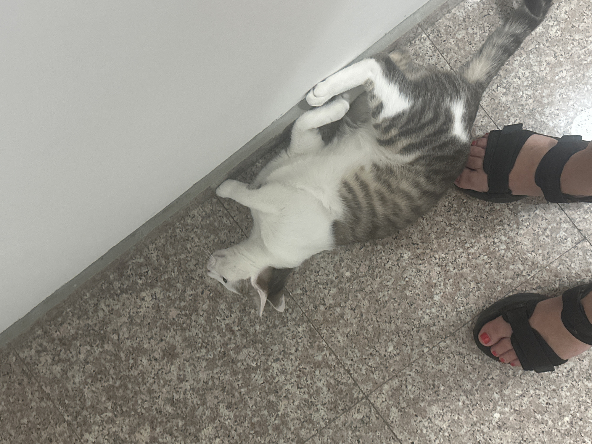 The image depicts a domestic scene, with a cat lying on its back on a speckled tile floor. The cat is predominantly white with gray tabby markings, its belly exposed. The cat's head is near a wall that appears to be painted a light neutral color. Two feet wearing black sandals are partially visible on the right side of the frame. The toes are painted red. The location is not apparent from the image and cannot be determined as Budva, Montenegro, or any other specific place. There is no apparent interaction between the cat and the feet.