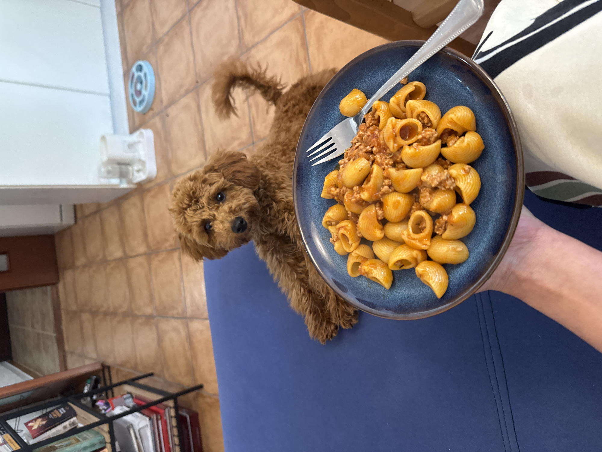 The image captures an indoor scene in Sutomore, Montenegro, featuring a small, fluffy, brown dog intently looking at a plate of food. The dog, resembling a miniature poodle or a similar curly-haired breed, has dark eyes and a black nose, and its body is largely visible on a blue mat or surface.
A person's arm and a portion of their striped garment are visible on the right, holding a dark blue ceramic plate. The plate is laden with shell-shaped macaroni pasta (conchiglie) covered in a rich, reddish-brown meat sauce, likely Bolognese. A silver fork is resting on the pasta.
The background reveals a warm-toned tiled floor, composed of square, light brown tiles. On the left side of the frame, there are white cabinets or a counter, and a light blue, circular wall-mounted device, possibly a sensor or thermostat. Below this, a white wall-mounted fixture is also visible. In the bottom left corner, part of a metal-framed shelf containing books and other items can be seen. The bright lighting suggests the image was taken during the daytime. There is no visible text in the image.