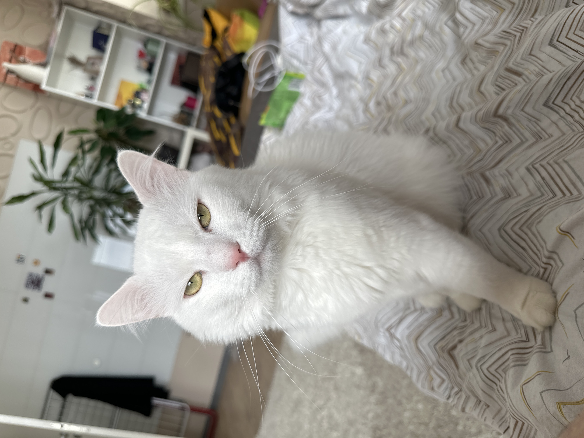 A white cat with yellow-green eyes and a pink nose lies on a bed with a geometric patterned comforter. In the background, there is a white shelving unit, a potted plant, and a blurred object that looks like a child's toy. The photo appears to be taken indoors. There is no information available to identify the exact location of the scene in Sofia, Bulgaria.