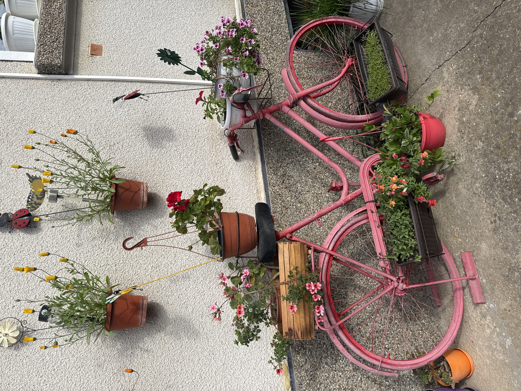 A pink bicycle is being used as a planter on the side of a building next to a sidewalk. The bicycle has various containers attached to it that hold a variety of flowering plants and greenery. Additional terracotta planters hang on the wall. There is decorative metal art of insects on the wall and an array of white pots is present above. The location is Dolna Oryahovitsa, Bulgaria.