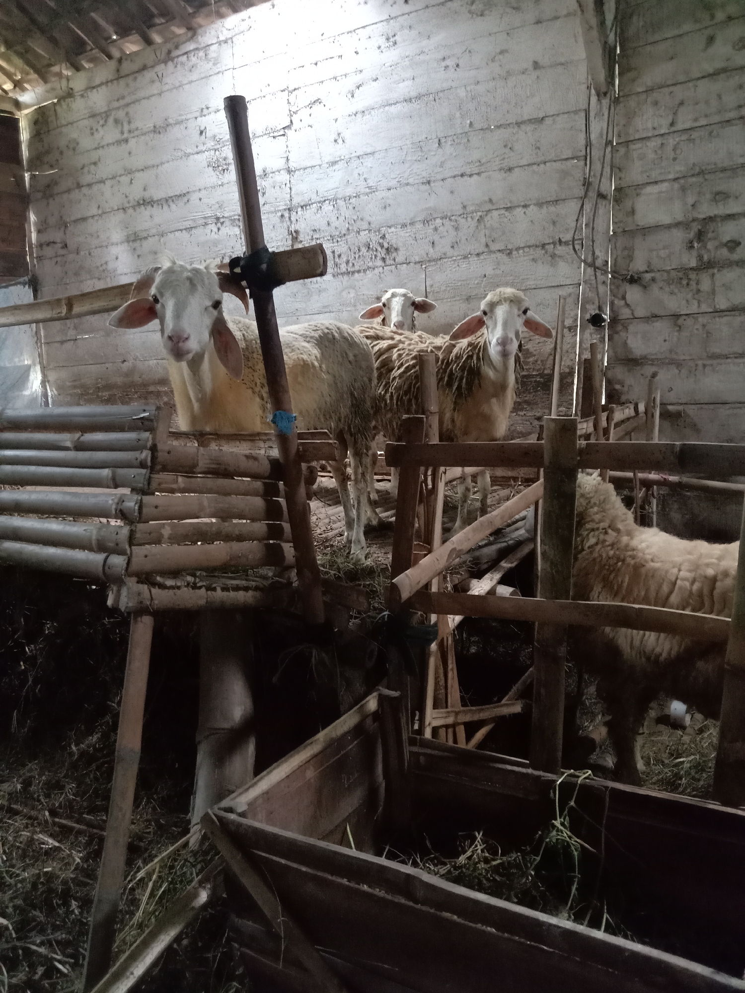 The image depicts a dimly lit interior, likely a barn or animal enclosure, with wooden plank walls and a slatted wooden ceiling. In the foreground, a rustic wooden trough filled with green forage sits on the ground. Behind the trough, a sheep with white wool and light brown markings is visible from the rear, its head turned away. Several other sheep are present in the enclosure. One sheep, with predominantly white wool and distinctive floppy ears, is prominently featured in the mid-ground, standing behind a bamboo structure. Another sheep with similar features stands to its right. In the background, the walls are constructed of weathered, horizontal wooden planks. A wooden post with a crossbar, secured with dark rope, stands near the front left of the scene. The overall impression is of a humble, rural setting, likely a farm in Jumput, Indonesia, where sheep are being raised.