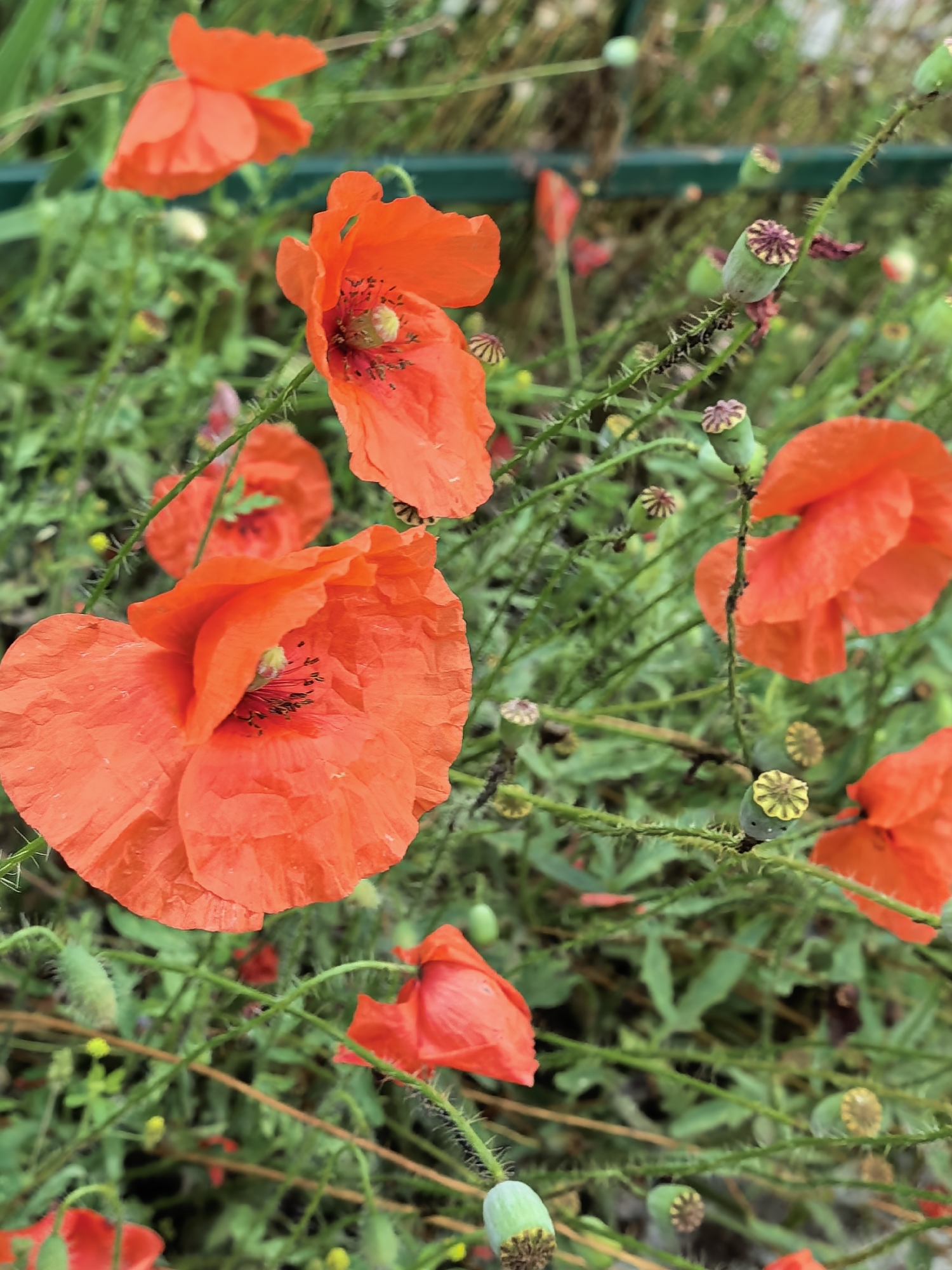 This is a close-up, high-angle, eye-level, medium shot of bright red poppies in a field. The poppies are in various stages of bloom, with some fully open and others still buds. Their delicate, crinkled petals are a vibrant orange-red, and their dark centers are visible. Green poppy seed pods are interspersed among the flowers, some topped with a distinctive star-shaped crown. The background is a blur of green foliage and hints of other red flowers, suggesting a natural, untamed setting. The image appears to be taken outdoors on a sunny day, with the light illuminating the vibrant colors of the flowers. There is no indication of the city of Sterlitamak, Russia in the image itself.