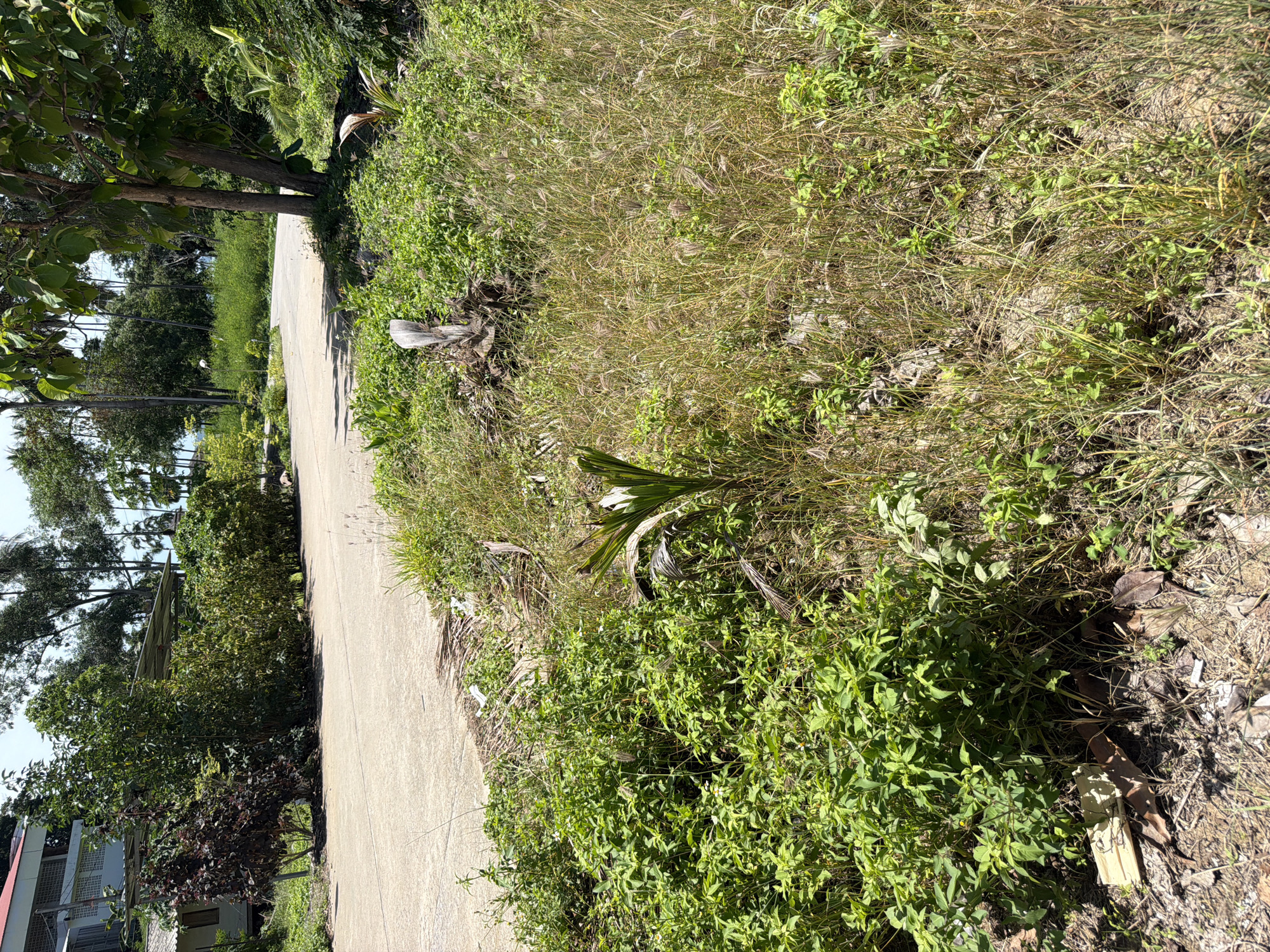 A roadside scene in Baan Bo Phut, Thailand, features a paved road curving to the left. On the left side of the road, a building with a red roof and white walls is partially visible, with a covered car park and dense green foliage. The right side of the road is dominated by overgrown vegetation, including tall, dry grasses and various green plants, with a young palm tree seedling growing in the foreground. A weathered tree stump is also present in the grassy area. The background consists of more trees and vegetation, suggesting a tropical environment. The sky is clear and blue.
