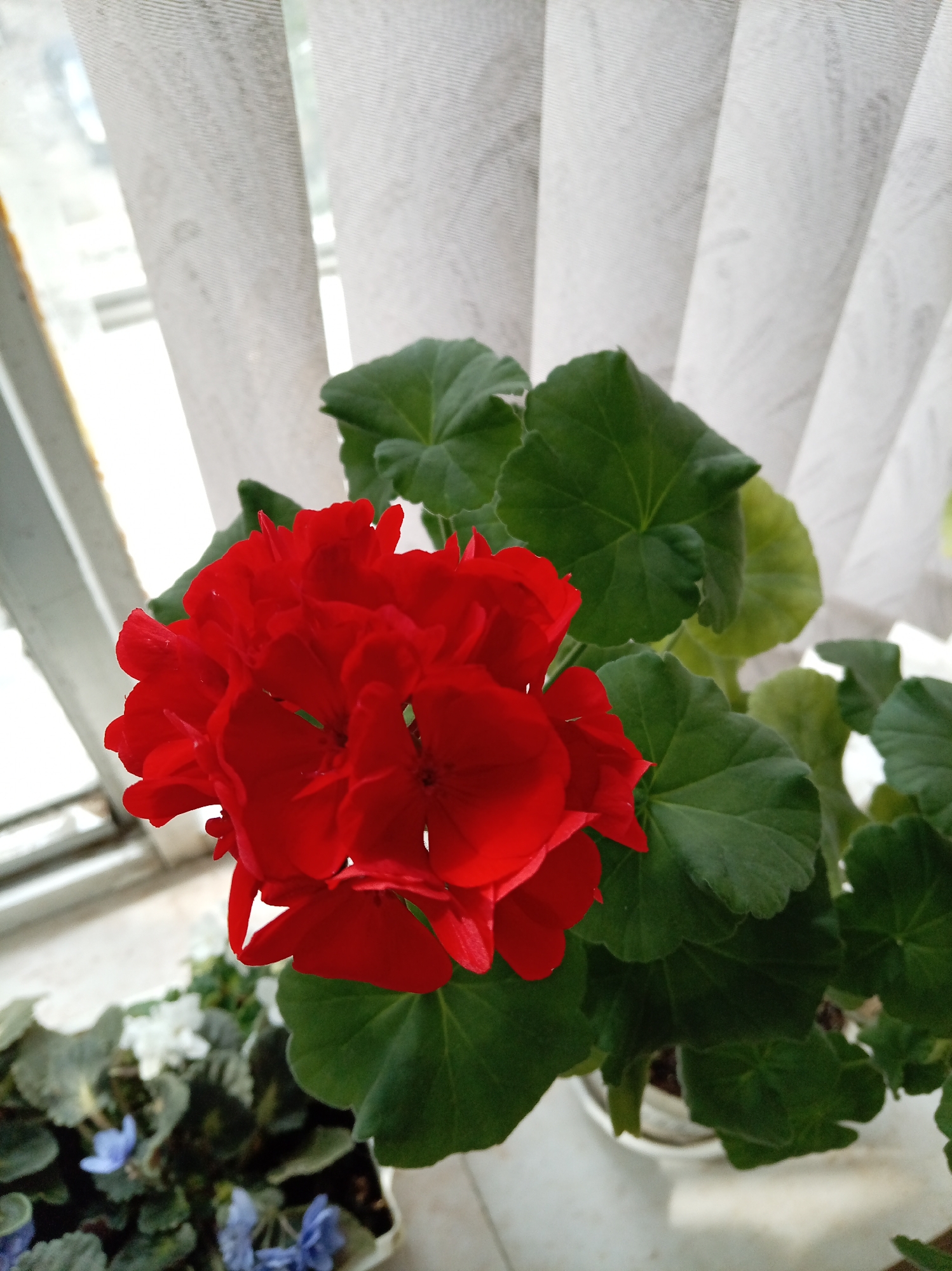 A close-up, eye-level, indoor shot features a bright red geranium bloom and its green leaves against a blurred background of white vertical blinds and a window. The geranium is the main subject, positioned in the center-right of the frame. The flower head is a dense cluster of petals, while the surrounding leaves are large and distinctly veined. To the lower left, out of focus, are other potted plants with smaller white and blue flowers and darker green foliage. The overall impression is that of a well-lit windowsill. The image was taken in Zheleznovodsk, Russia.