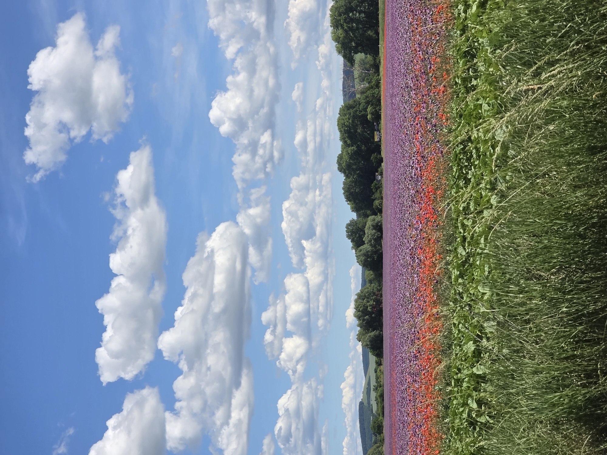 The image depicts a rural landscape under a clear blue sky with scattered white cumulus clouds, located in Prietržka, Slovakia. The scene is dominated by a vast field of flowers.
The upper half of the frame is occupied by a bright blue sky, populated by numerous white cumulus clouds of varying sizes and shapes. Sunlight illuminates the clouds from above, creating subtle shading.
In the mid-distance, a line of dense green deciduous trees stretches horizontally, separating the flower field from distant, undulating green hills visible on the horizon.
The primary subject in the midground is a large cultivated field of flowers. The majority of the field displays a uniform vibrant purple color. Directly in front of the purple section, a distinct band of bright red flowers, consistent with poppies, extends across the field. The flowers appear densely planted.
In the immediate foreground, there are two distinct layers of green vegetation. Closest to the viewer, the bottom third of the image features tall, thin blades of green grass. Behind this grass, a wider band of lush green plants with broad leaves forms a secondary layer of vegetation before the flower field begins. No individuals, animals, or man-made structures are prominently visible within the frame.
