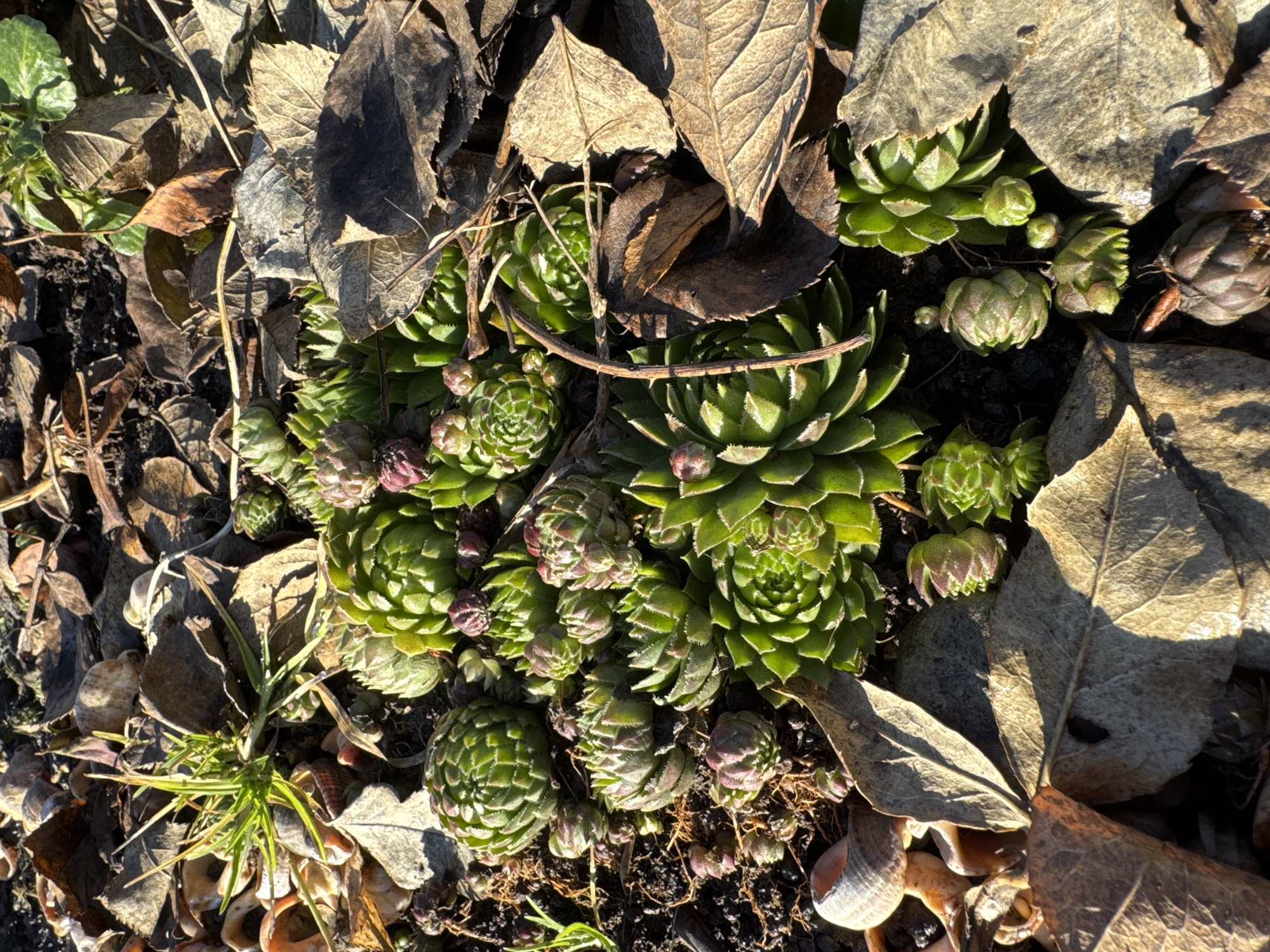 The image shows a patch of sempervivum plants growing among dead leaves and other debris. The plants are rosettes of fleshy, green leaves. Some of the rosettes are small and have a reddish-purple tint. The leaves are dry and brown. The background consists of dark soil and other plant debris. The location, Chaikovsky, Russia is not visible in the image.