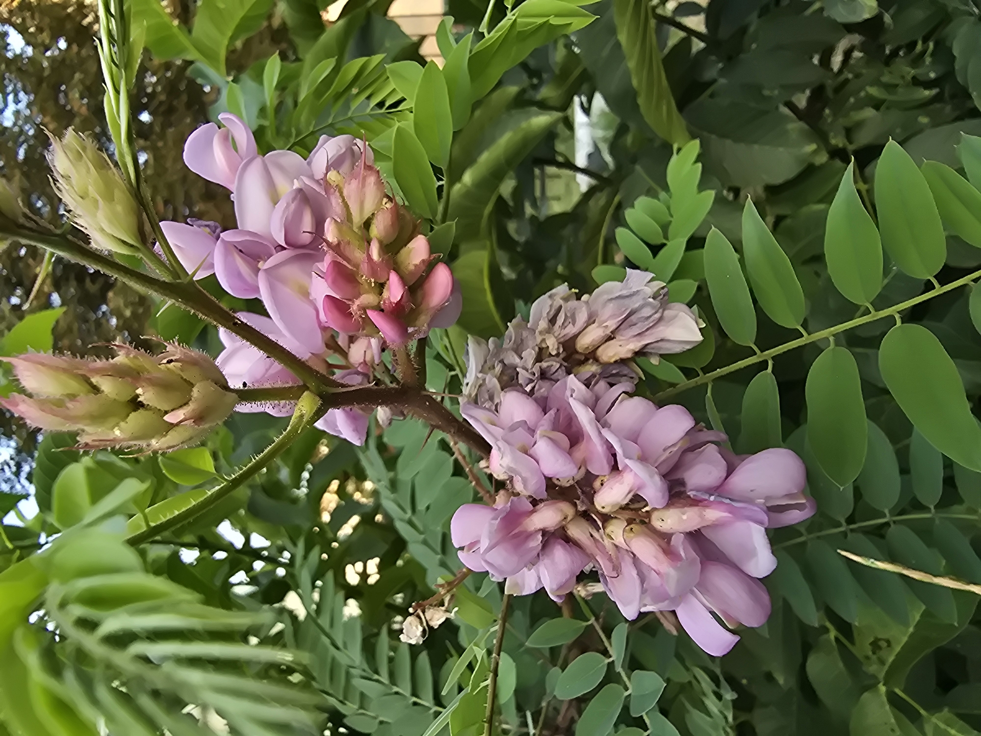 This is a close-up, eye-level, outdoor, vertical shot of a flowering tree branch in Vyshneve, Ukraine. The branch features clusters of delicate, pale pink and white pea-like flowers and unopened flower buds. The flowers are hanging in pendulous racemes, with some beginning to wither. The branch itself is woody and brown, with small thorns visible. Lush green compound leaves with multiple oval leaflets are abundant around the flowers, some in sharp focus and others slightly blurred. The background consists of more green foliage and a hint of dappled sunlight suggesting an outdoor setting. There are no people or animals visible in the frame.