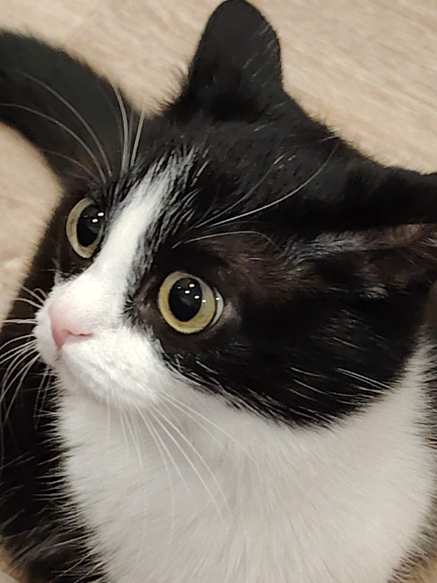 A close-up, eye-level shot shows a black and white cat looking upwards and to the left with large, round yellow eyes. The cat's face is mostly white with black markings around its ears and eyes. The cat's pink nose is visible, as are its long white whiskers. The background is a blurred, light-colored surface, possibly a wooden floor. The image is tightly cropped, focusing on the cat's head and upper body.