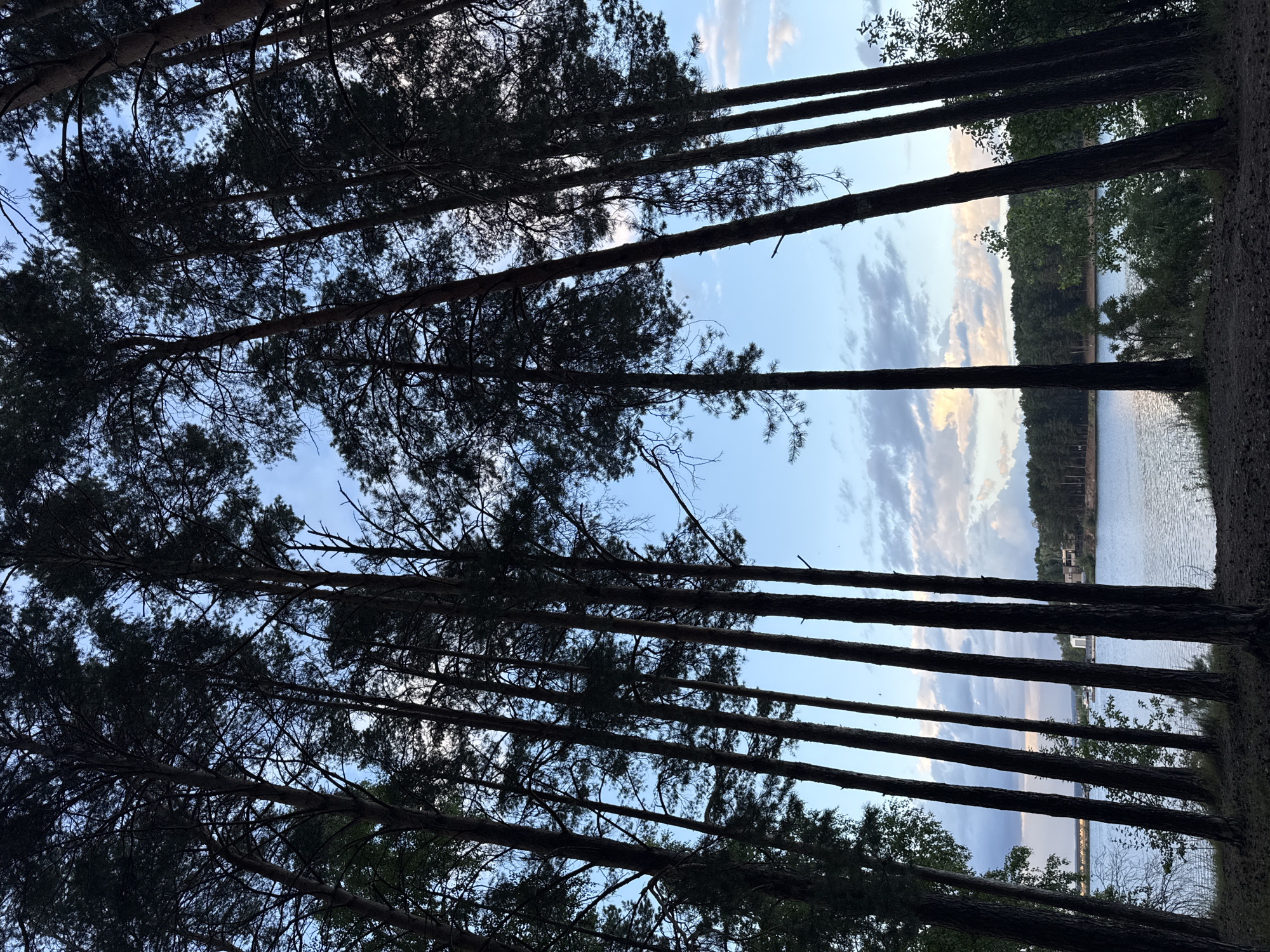 The image depicts a view of the Kama River in Chaikovsky, Russia, seen through a dense stand of tall pine trees. The trees are silhouetted against a pale blue sky with scattered, wispy clouds, suggesting it is either early morning or late afternoon. The forest floor is covered with pine needles and cones. The river is calm and reflects the sky. In the distance, across the river, a tree-lined bank is visible, with some buildings, including what appears to be a white structure and a house, dotting the landscape. The overall impression is one of natural tranquility.