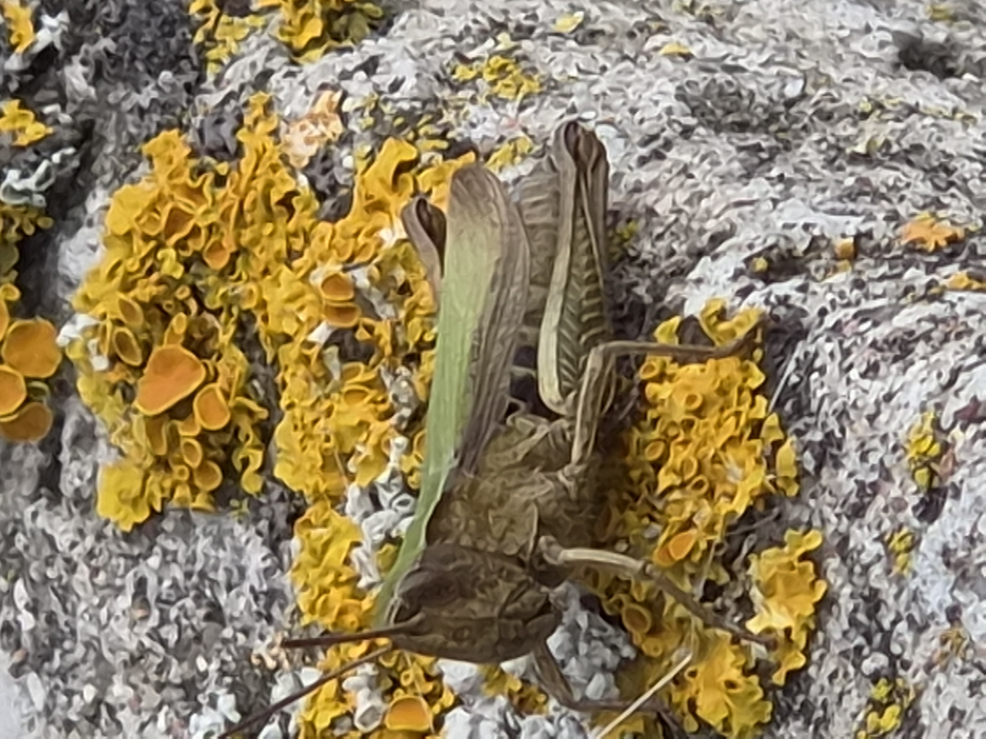 A grasshopper with a brown body and green wings rests on a rough, gray, textured surface covered in patches of bright yellow and orange lichen. The grasshopper is positioned facing left, with its head and forelegs clearly visible. Its body is elongated, and its hind legs are tucked beneath it. The lichen forms irregular, organic shapes and is densely distributed across the surface. The background is blurred, but appears to be more of the same textured surface with lichen. The scene is outdoors, likely in a natural or semi-natural environment where such lichen growth is common. The location is Краснадворскі сельскі Савет, Belarus.