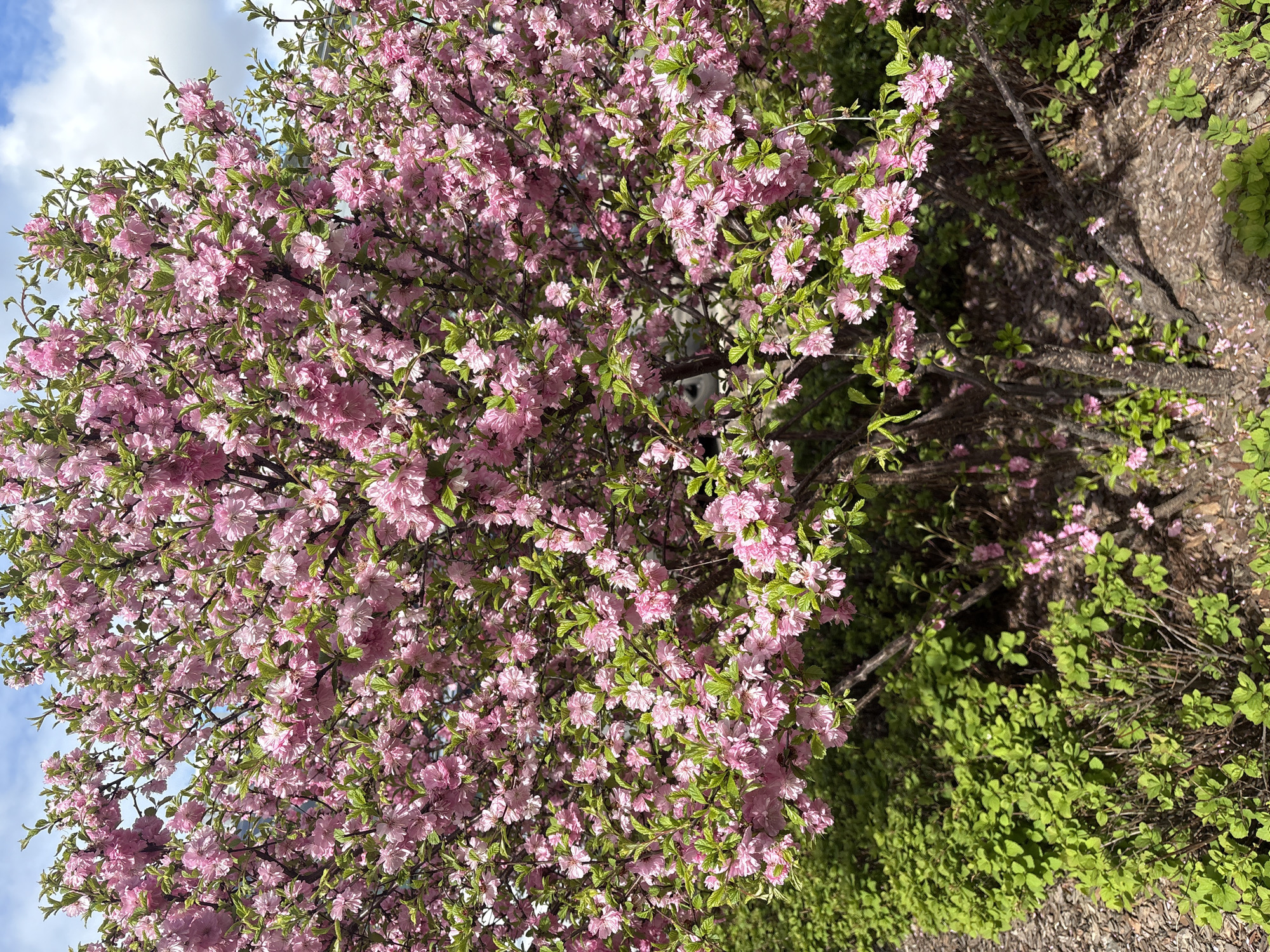 The image shows a dense, flowering tree with pink blossoms and green leaves. The tree dominates the left side of the frame, while to the right, a tree trunk and lower green foliage are visible. The background shows hints of a blue sky with white clouds. The location is presumably a city environment, although specific landmarks are not visible to identify the exact location as Unknown, Unknown.