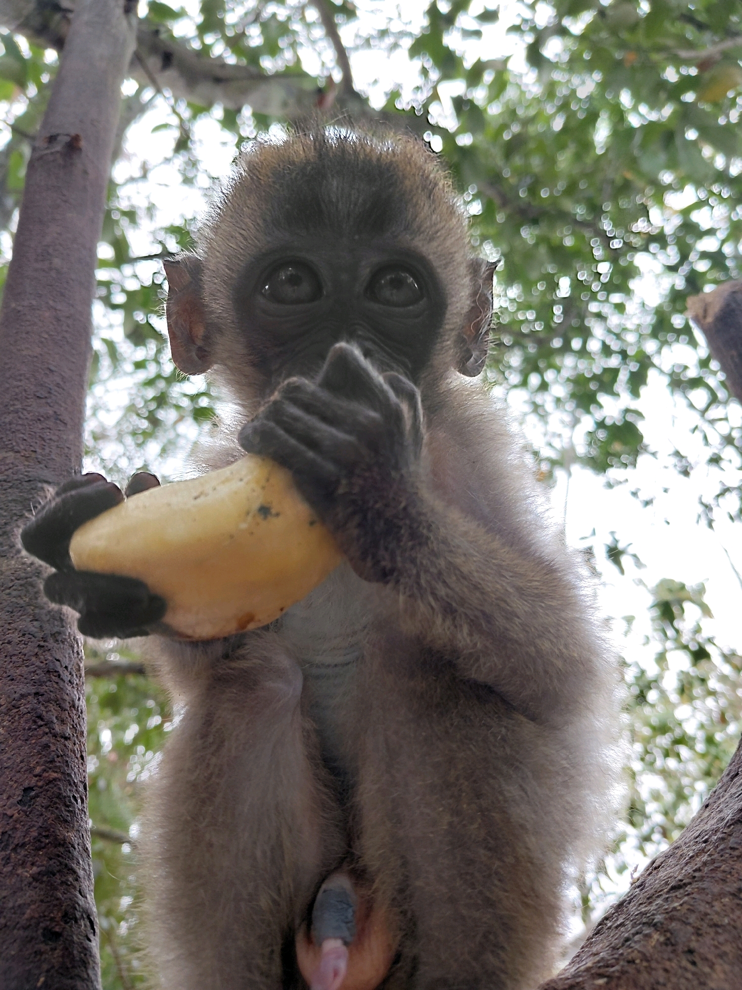 In the city of Persiapan Mulya Raya, Indonesia, a juvenile monkey sits in a tree, holding a piece of yellow fruit in its hands. The monkey is positioned in the center of the frame, facing forward. Its fur is a light brown, and its face is dark gray with large, dark eyes. The monkey is holding the fruit up to its mouth, appearing to be eating it. The background is blurred, with green leaves and branches visible, suggesting the monkey is in a natural outdoor setting, possibly a park or jungle. The image is taken from a low angle, looking up at the monkey in the tree.