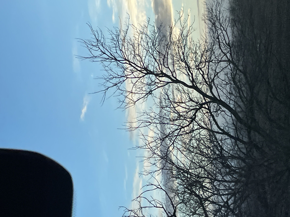 Silhouetted, leafless tree branches stretch across a sky of blue and streaked white clouds. The branches darken to the right, blurring into a mass of woods. Part of a dark object is visible in the lower left corner. The composition is tilted to the side.