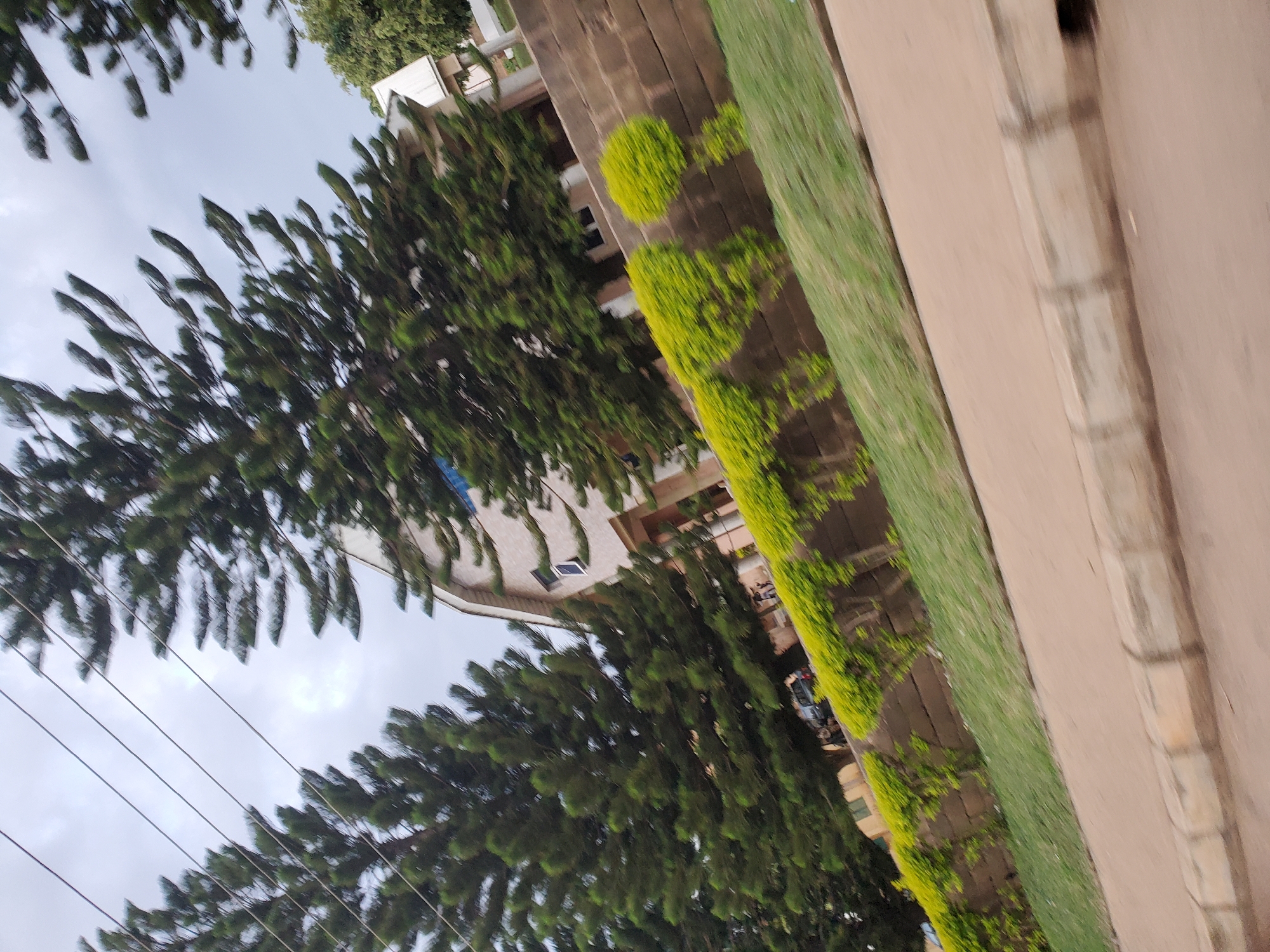 In Bukuru, Nigeria, a street view captures a building constructed with pale bricks, featuring a light-colored, angled roof. The building is partially obscured by large, dark green coniferous trees that dominate the foreground. A low, layered wall, constructed from rough, reddish-brown bricks, runs horizontally across the image, supporting a vibrant, manicured hedge of bright green bushes. The ground slopes downwards from the building and hedge towards the street, with patches of green grass visible. The street itself is paved and has a concrete curb with regularly spaced blocks. The sky above is overcast and gray. There are a few blurry figures of people visible in the middle ground near the building, and a dark-colored vehicle is partially visible behind the hedge. The image is taken from a moving vehicle, resulting in motion blur.