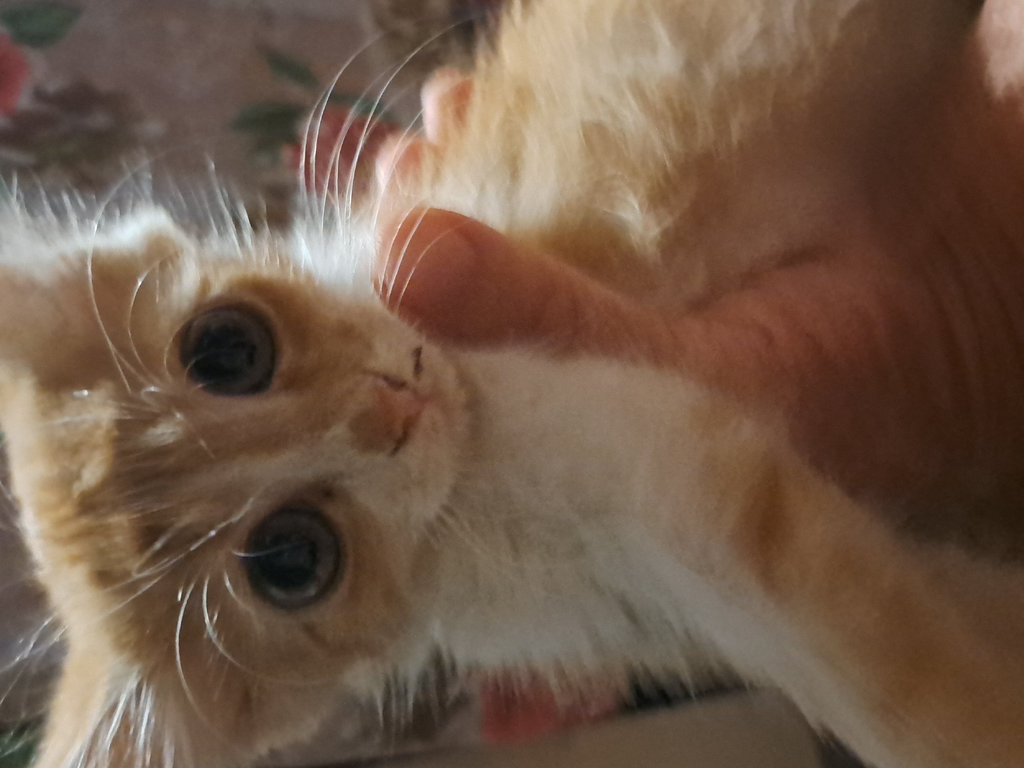 A close-up shot focuses on the face of a ginger and white kitten with large, dark eyes, held in a person's hand. The kitten's fur is fluffy and appears slightly disheveled, with prominent whiskers. The background is blurred and shows a floral pattern, suggesting an indoor environment. The image does not provide any information about the location in the city of Vypasne, Ukraine.