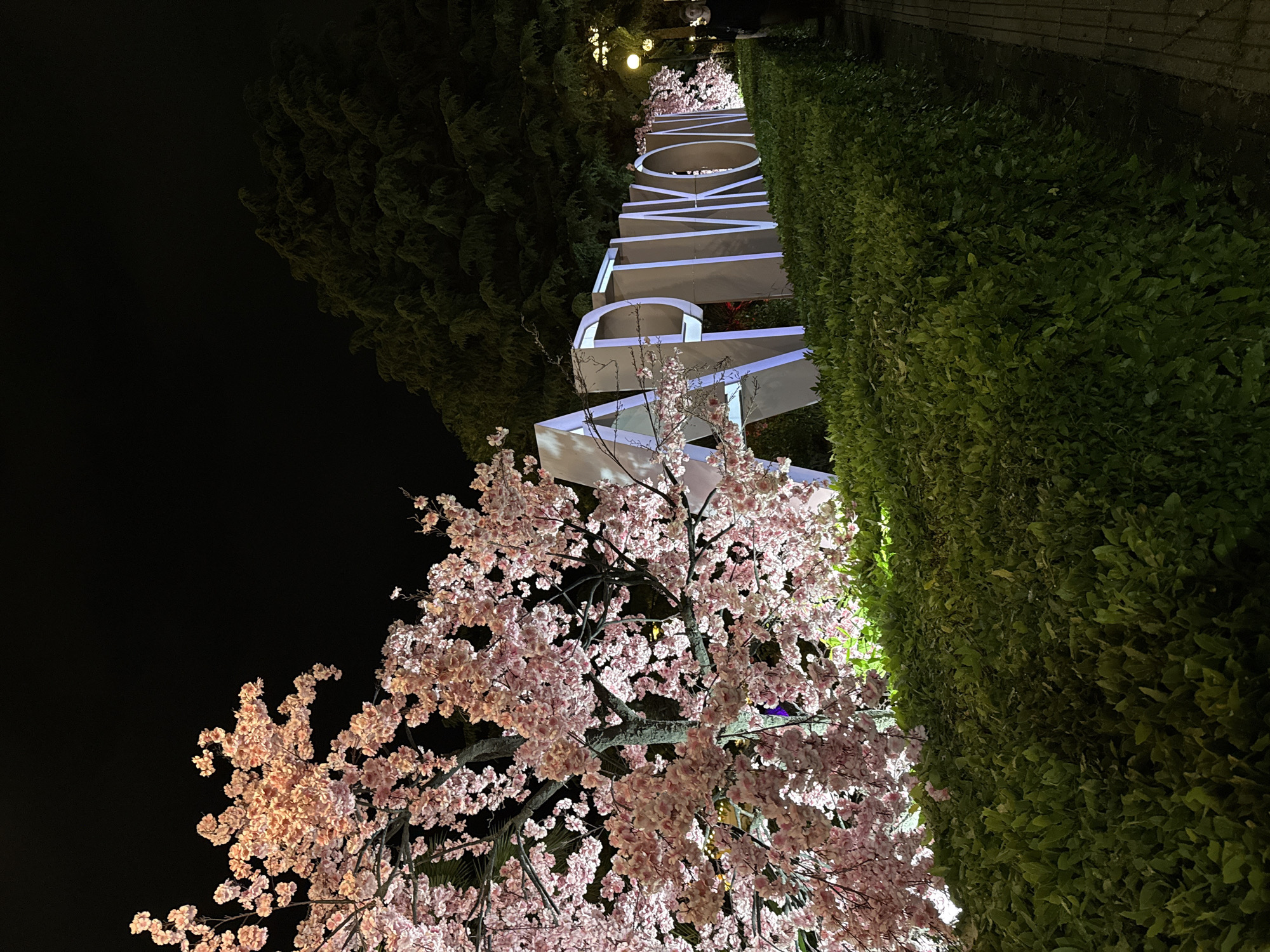In Sochi, Russia, at night, a large sign spelling out "АРТИКОМ" stands illuminated in white light. The sign is positioned behind a meticulously trimmed hedge. To the left of the sign, a tree adorned with numerous pink blossoms, likely cherry blossoms, is brightly lit, creating a vibrant contrast against the dark sky. The blossoms appear to be artificial or densely lit to create this effect. In the background, dark trees loom, and further to the right, a lamppost with a yellow glow is visible, casting light onto a paved walkway. A woman dressed in dark clothing stands near the lamppost on the right side of the image, observing the illuminated sign. The overall scene depicts a decorated outdoor area, possibly an entrance or a public space, with a focus on decorative lighting and flora.