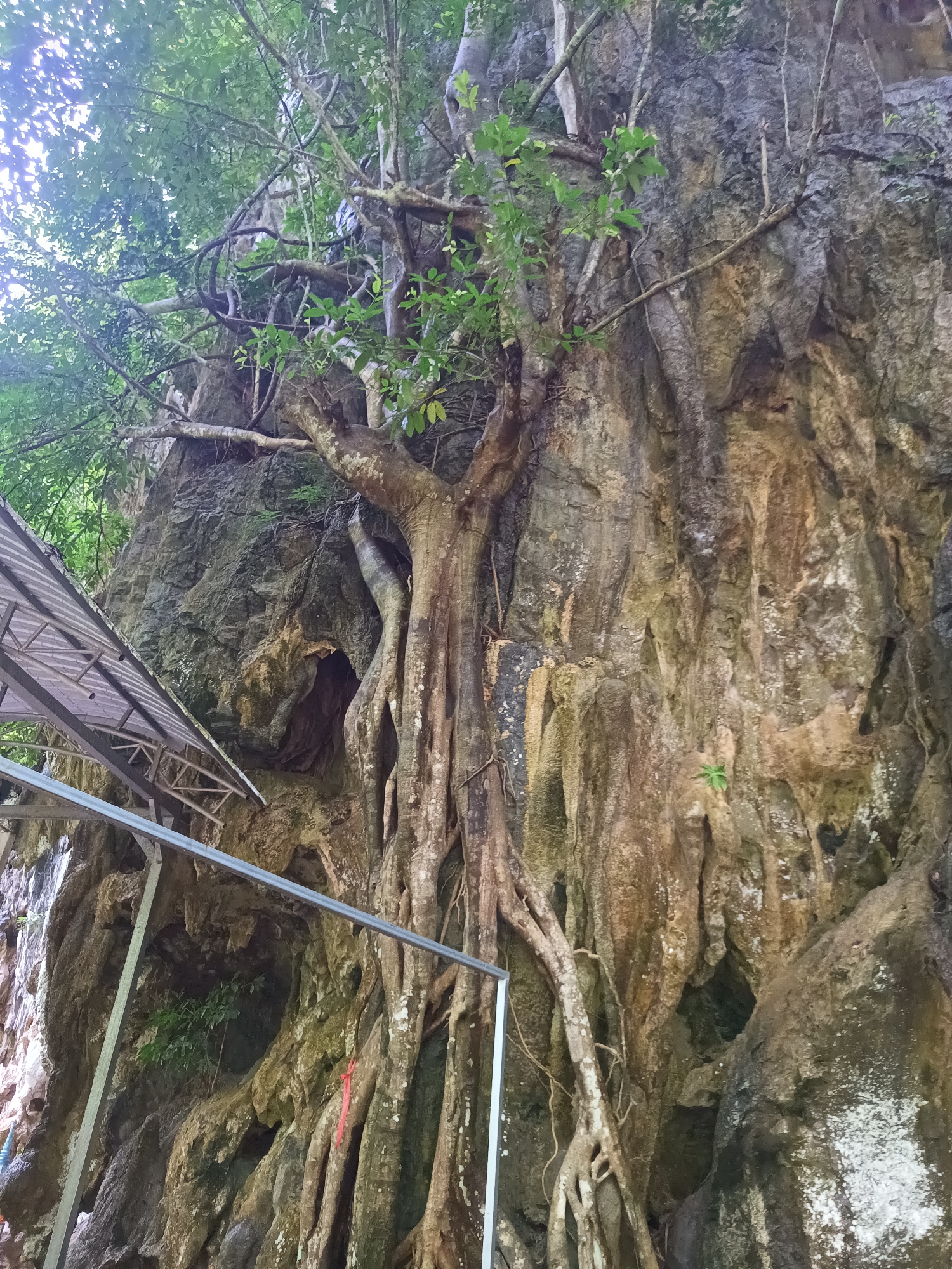 This image shows a tree growing on a rock face in an unknown city and location. The tree's trunk is thick and textured, with exposed roots extending down the rock face. Some green leaves are visible on the tree's branches. The rock face is uneven, with various textures and coloration. To the left of the rock face is a partially visible metallic structure, likely a roof or support. The sky is visible in the upper left corner, partially obscured by foliage.