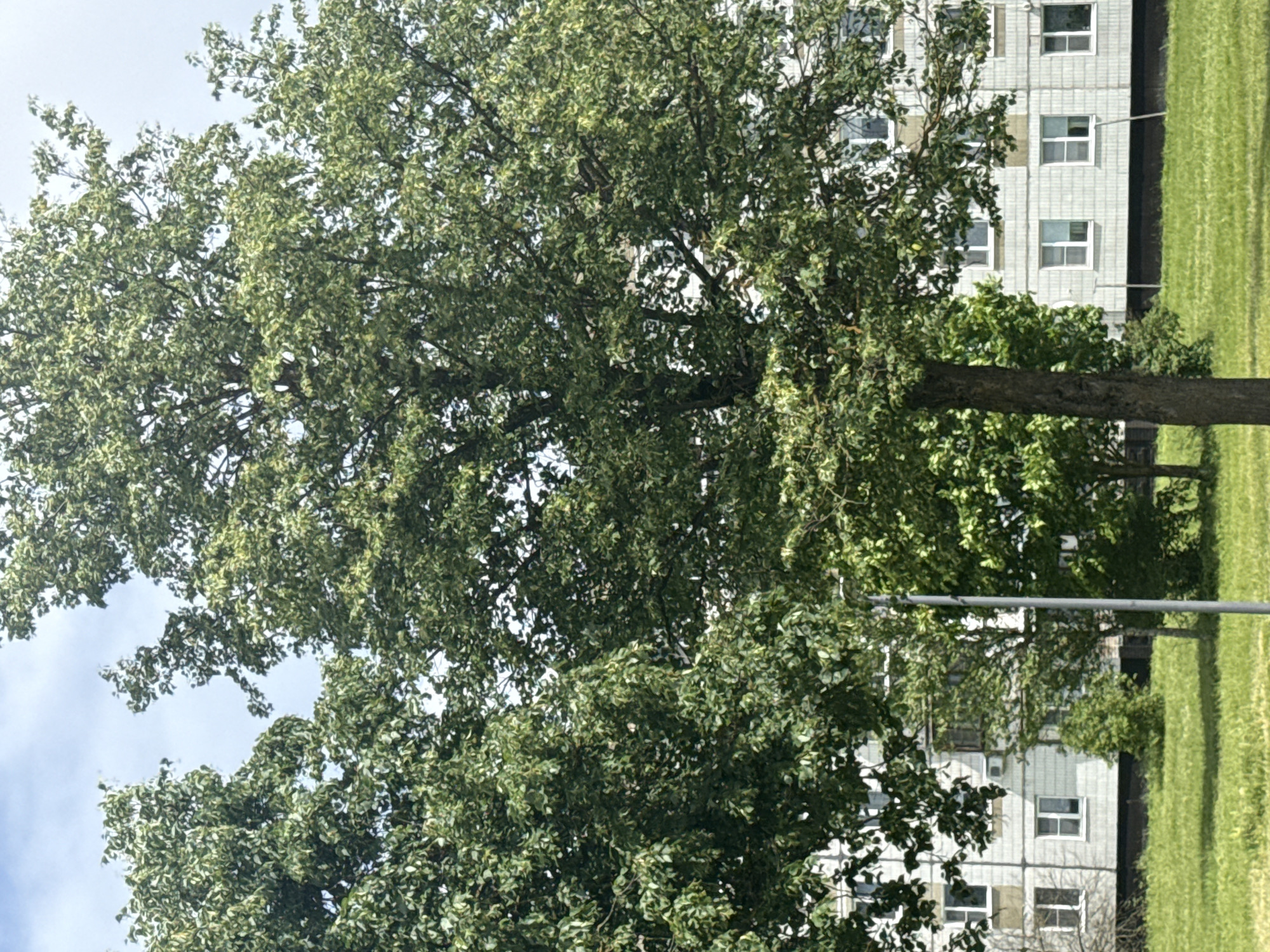 The image depicts a residential scene in Yakovlevskoye, Russia, featuring a large, leafy tree in the foreground. Behind the tree, a multi-story apartment building with numerous windows is visible. The building appears to be a typical Soviet-era residential structure, with a light-colored facade and visible window frames. The area in front of the building is covered in green grass. A lamppost is situated to the right of the central tree, partially obscured by foliage. The sky above is bright and appears partly cloudy. The overall impression is of a calm, everyday urban environment.
