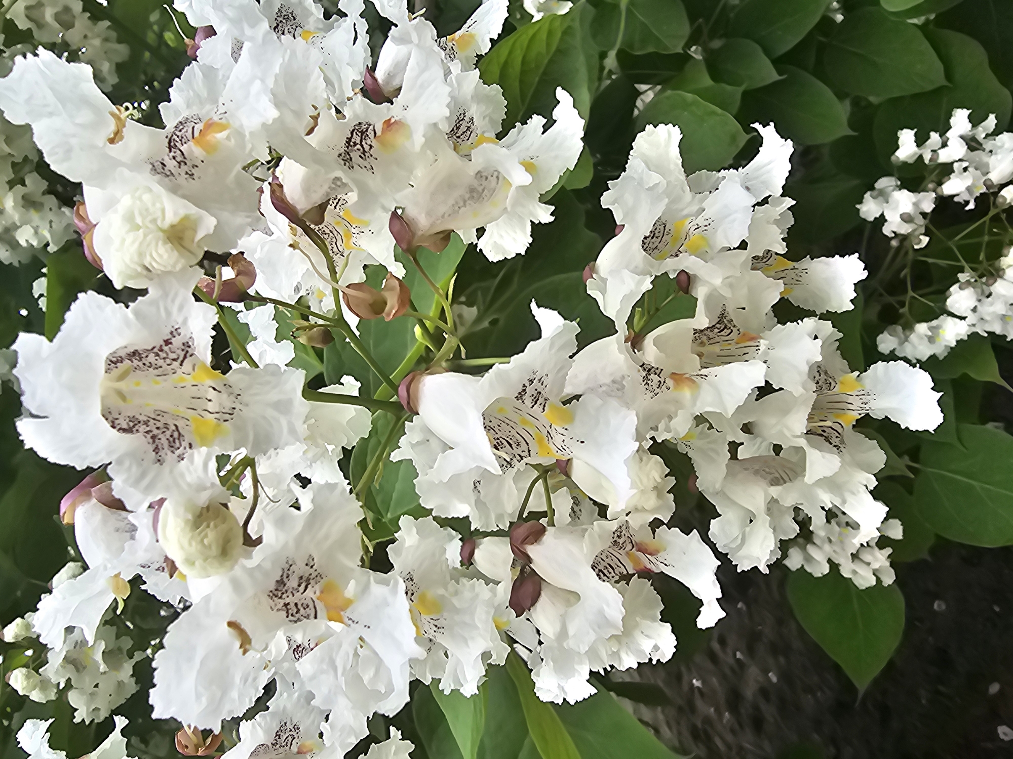 The image shows a close-up of a blooming Catalpa tree, characterized by its large, trumpet-shaped white flowers with distinctive yellow and purple markings inside. The flowers are clustered together, with some unfurled petals and others still in bud. Green leaves form a backdrop to the blossoms. The photograph appears to have been taken outdoors. There is no information in the image to indicate a specific location within Skadovsk, Ukraine.