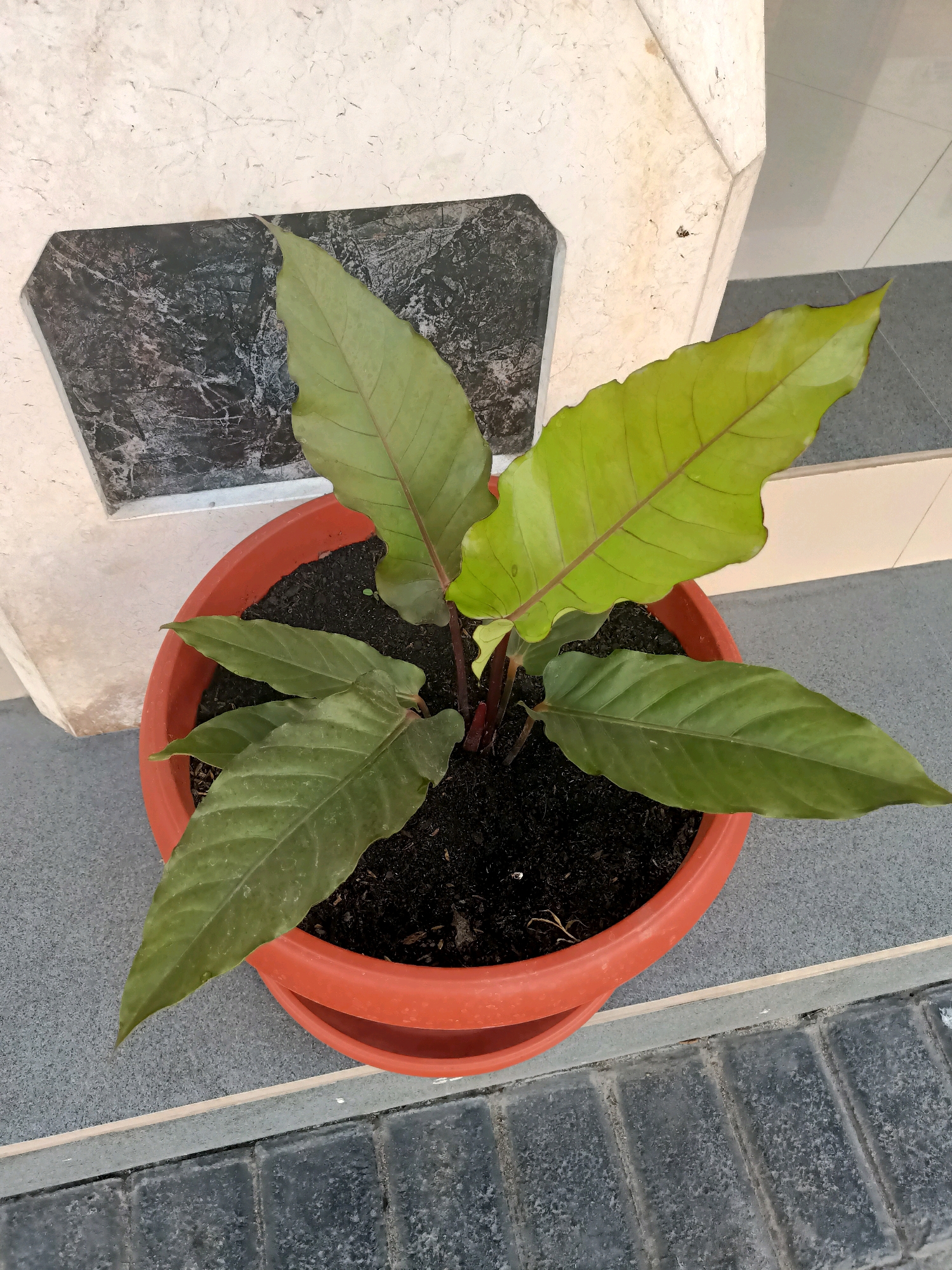 An overhead shot shows a potted plant with green and reddish-brown leaves. The plant is in an orange plastic pot with a saucer, sitting on a gray tiled surface. The background includes a marble-like textured wall and a tiled step. The scene appears to be an outdoor area, possibly a patio or walkway, in Plemahan, Indonesia.