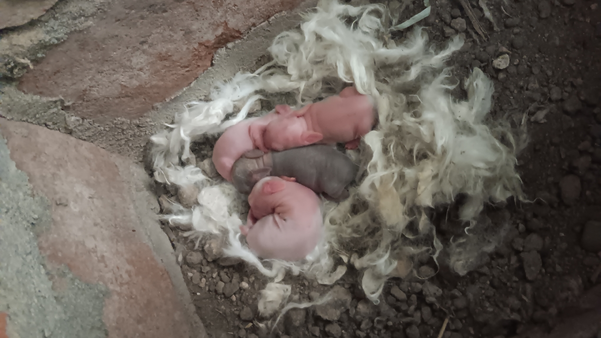 In Sonobekel, Indonesia, a close-up aerial view captures a nest of newborn rabbits nestled within a fluffy lining of white fur. The rabbits, likely only a few days old, are pinkish and hairless, with one appearing to be a darker gray. They are huddled together for warmth in the nest, which is situated amidst loose soil and broken bricks. The lighting is natural, suggesting the image was taken outdoors during the daytime.