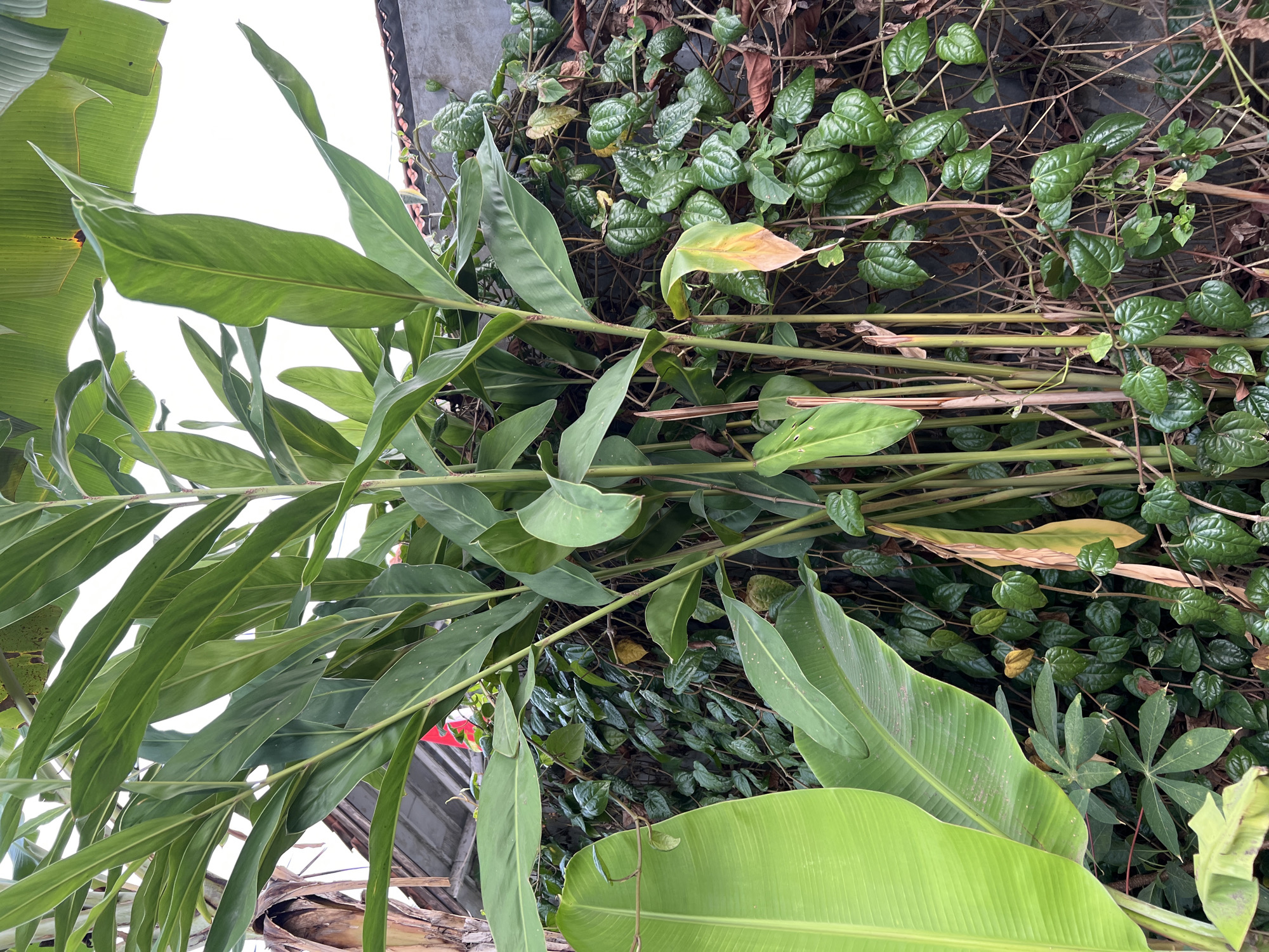 In Gunung Putri, Indonesia, a vibrant, overgrown garden scene unfolds against a grey concrete wall. Dominating the foreground is a thick cluster of large-leaved tropical plants, likely a ginger or turmeric variety, with stalks reaching upwards and broad, green leaves fanning out. To the left, a large, unfurled banana leaf curves into the frame, its surface showing faint lines. Intertwined with the larger plants, a dense network of vines with smaller, heart-shaped leaves climbs the wall. These vines are lush and green in places, but also show signs of drier, brown foliage and stems. A few of the larger leaves exhibit yellowing and browning, indicating natural aging or a slight stress in the environment. The background reveals hints of a building's roof and a glimpse of the sky. The overall impression is one of lush, untamed tropical growth, characteristic of a humid climate.