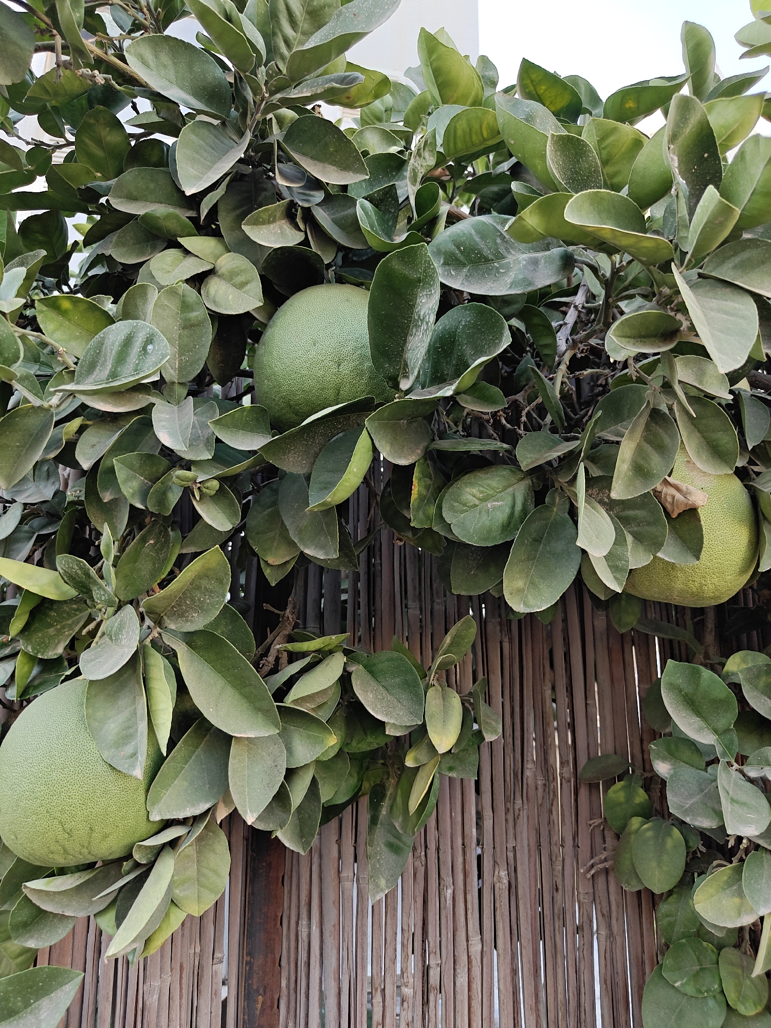 The image shows a close-up view of a pomelo tree with several green pomelos growing among its leaves. The tree is laden with fruit, suggesting a fruitful harvest. The leaves are a vibrant green, indicating good health and growth. In the background, a rustic bamboo fence can be seen, adding a natural and organic touch to the scene. The lighting suggests it is daytime, possibly late afternoon, as the sunlight casts gentle shadows and highlights the textures of the leaves and fruit. The overall impression is one of abundance and natural beauty. This scene could be found in a garden or orchard in Be'er Sheva, Israel, a city known for its agricultural traditions and warm climate, which is ideal for citrus cultivation.