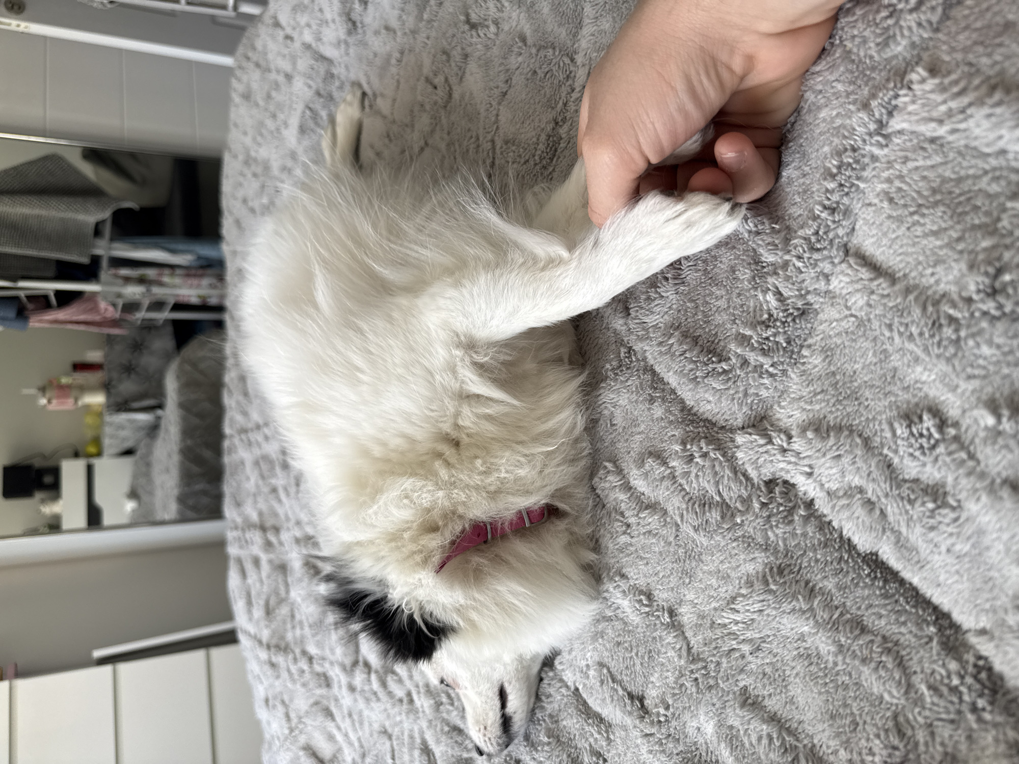 A white long-haired dog with black markings is lying on a gray textured blanket or bedspread. The dog has a pink collar. A human hand is lightly grasping the dog's front paw. The background includes a white wall with a shelf containing various items. The location cannot be determined from the image; it does not show Stara Zagora, Bulgaria.