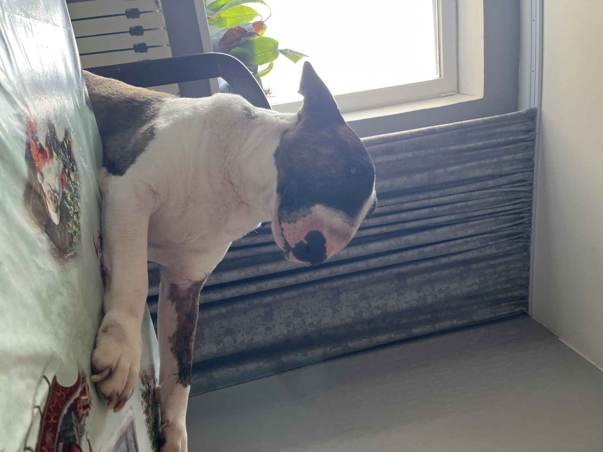 A brindle and white Bull Terrier sits on a table, with a table cloth that has a Christmas theme printed on it. The window is above the dog with a plant next to it. The curtains are a gray and are hanging in front of the window. The walls are two tones of gray. The location is not discernible from this image alone.