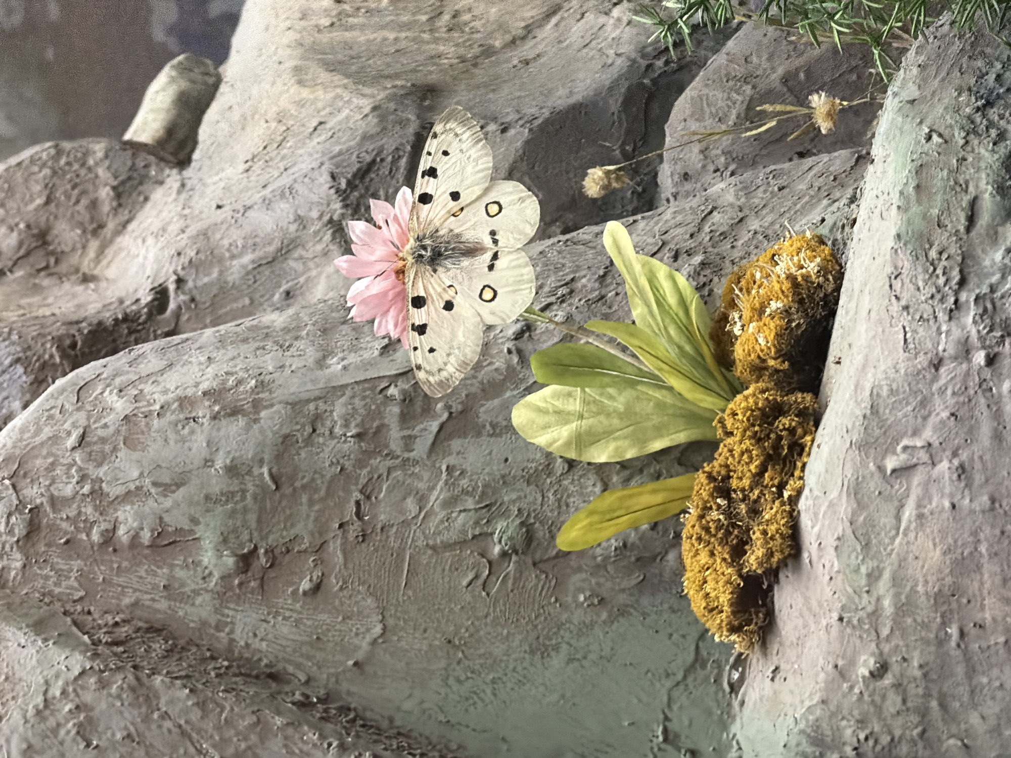 A close-up, eye-level, full-shot photograph showcases a pale yellow butterfly with black spots and circular markings resting on a pink flower, which is positioned on a textured, gray, rocky surface. The butterfly's wings are spread open, revealing intricate patterns. To the left of the butterfly, a small cluster of bright yellow moss sits on a rock. Behind the moss, two large, light green leaves emerge. The background consists of a heavily textured, gray rock formation that fills the majority of the frame, with some dark, blurred areas suggesting depth. A thin, dry stalk with a small, fuzzy seed head extends vertically from the middle right of the frame. The scene appears to be an artificial diorama or display, possibly in a museum. The location is Unknown, Unknown.