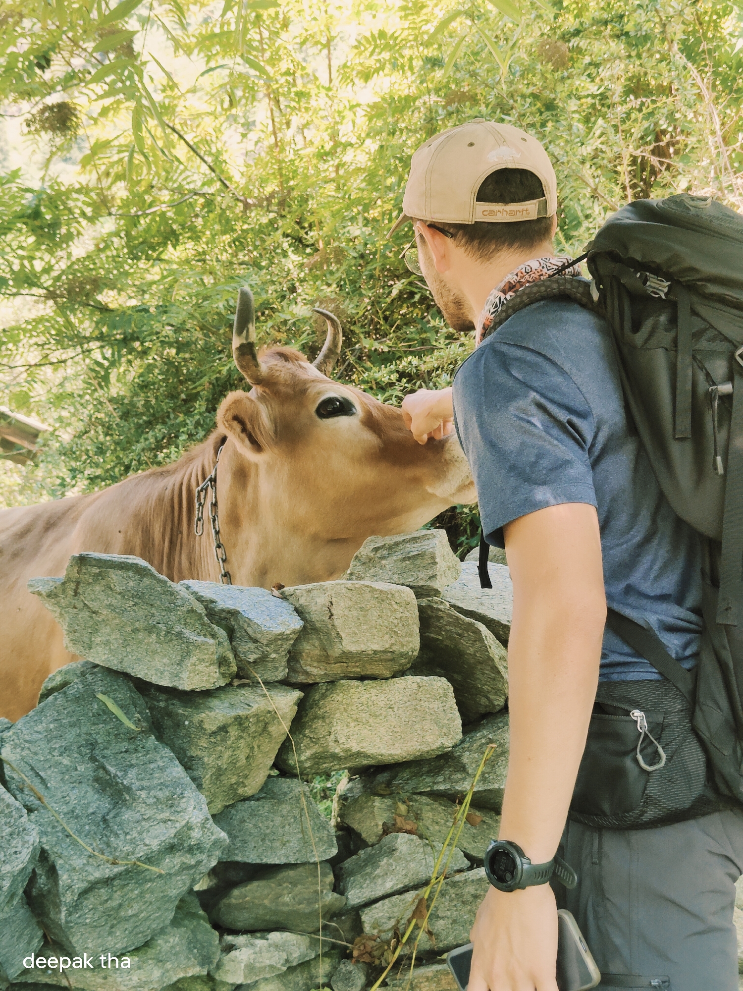 In Vashisht, India, a man with a tan baseball cap, dark blue t-shirt, and gray pants is seen from behind, carrying a large black backpack. He is interacting with a light brown cow standing behind a low stone wall. The man's right hand is extended towards the cow's head, and the cow is reaching towards him. The environment is outdoors with abundant green foliage in the background, suggesting a natural or rural setting. The image includes a watermark in the bottom left corner that reads "deepak tha".