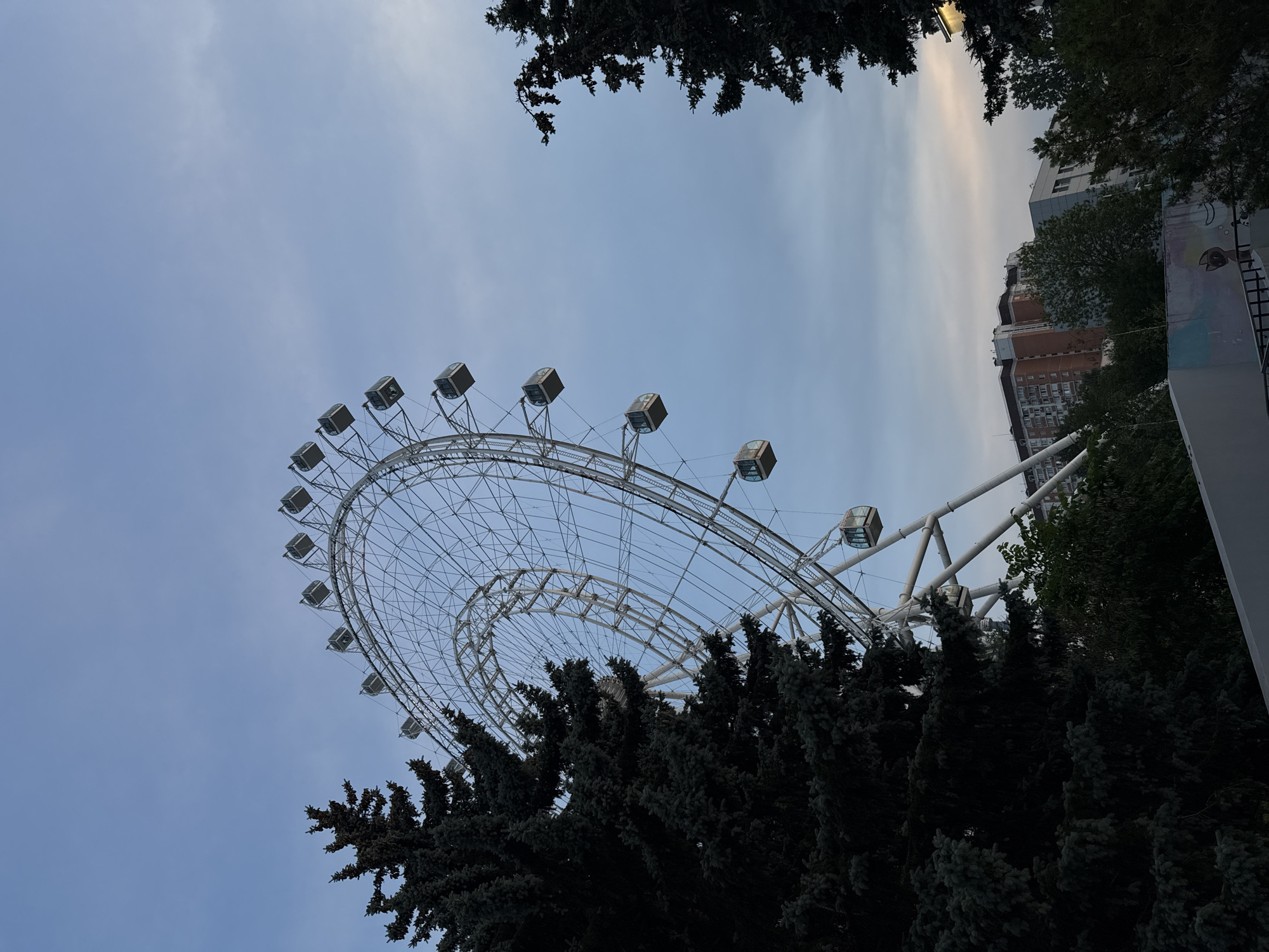 In Khimki, Russia, a large white Ferris wheel is the central subject, its intricate metal structure partially obscured by dark green pine trees on the left and right sides of the frame. The Ferris wheel has numerous enclosed cabins, some of which are visible as they ascend and descend along the circular track. The sky above is a soft, overcast blue with hints of lighter clouds towards the horizon. In the background, beyond the Ferris wheel and trees, several buildings are visible, including a multi-story residential building with brick and white facade, and a more modern, grey building. A low wall with graffiti art is also present in the foreground, suggesting a public park or recreational area. The overall scene depicts a view of an amusement park attraction on a cloudy day in an urban setting.
