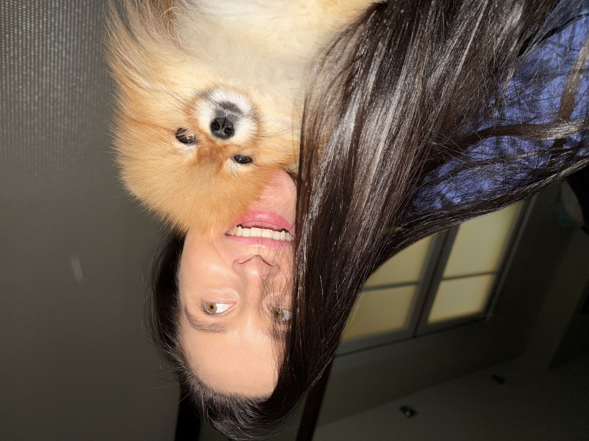 The image, rotated, captures a close-up portrait of a woman and a small dog. The subjects appear upside down from a conventional viewing perspective. A woman with long, straight dark brown hair is prominent, with her hair flowing down the right side of the frame, partially covering her face and a blue garment she is wearing. She is smiling broadly, revealing her white teeth, and has warm green-brown eyes.
Nestled against her, also appearing upside down, is a fluffy Pomeranian dog with light brown and cream-colored fur. The dog's face, featuring small dark eyes and a black nose, is clearly visible as it looks directly forward, seemingly at the camera. The interaction between the woman and the dog appears affectionate and playful.
The background is dimly lit and consists of two main areas: a dark textured surface on the left, and a window with a grid-like pattern on the right. The window allows in a soft, warm light, suggesting it is daytime. The overall lighting within the room is low-key, highlighting the subjects. No text is visible in the image. The setting is indoors, in Khimki, Russia.