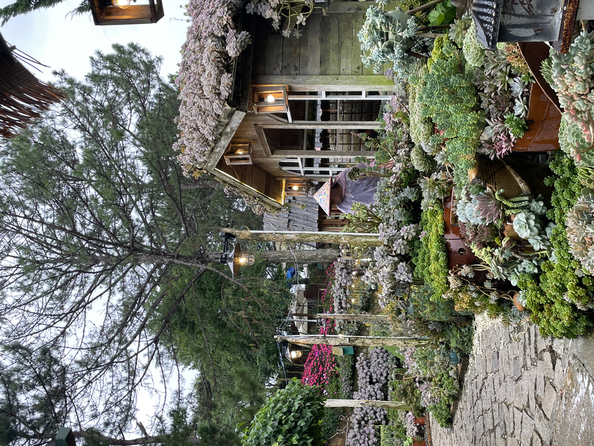 The image depicts a lush, garden-like setting in Lộc Quý, Vietnam. A weathered wooden structure, resembling a small house or shed, is situated in the center-right of the frame. Its roof is covered with dense, pale pink succulents, and it features rustic wooden walls and windows with white trim. Two lanterns with glowing bulbs are attached to the exterior of the structure, providing warm illumination.
In front of the wooden building, a person wearing a conical hat and a light-colored, possibly translucent, poncho is visible. They appear to be standing or moving within the garden. The foreground is dominated by an abundance of potted succulents in various shades of green, grey, and pink, arranged on a stone pathway. The pathway itself is made of irregularly shaped, grey stones that appear wet, suggesting recent rain.
To the left of the wooden structure, a steep, terraced garden is filled with more succulents and vibrant pink flowers. Several simple, rustic lamps on wooden poles are scattered throughout the garden, adding to the ambiance. In the background, tall trees with pine-like needles form a natural canopy overhead, and the sky appears overcast. The overall impression is one of a carefully curated, perhaps slightly whimsical, garden space.