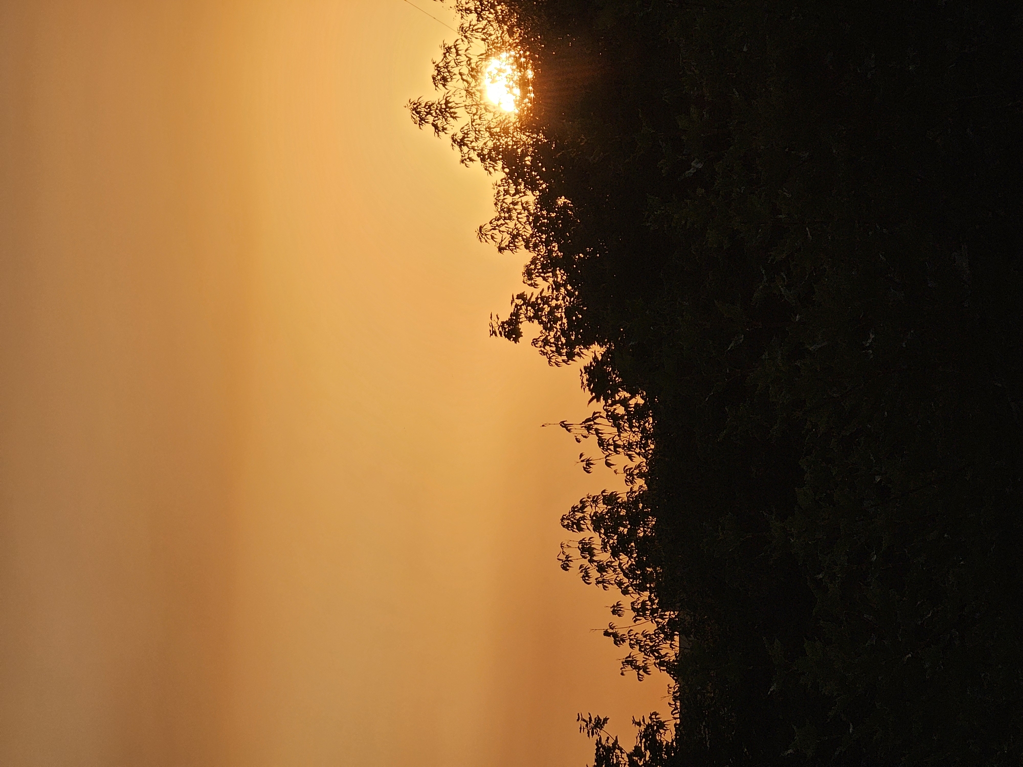 The image depicts a sunset over a wooded area in Khimki, Russia. The sun is partially obscured by the dark silhouettes of trees, casting a warm orange glow across the sky. The foreground is dominated by dense foliage, also in silhouette, creating a stark contrast with the illuminated sky. There are no people or structures visible in the scene. The overall impression is one of natural beauty and tranquility at dusk.