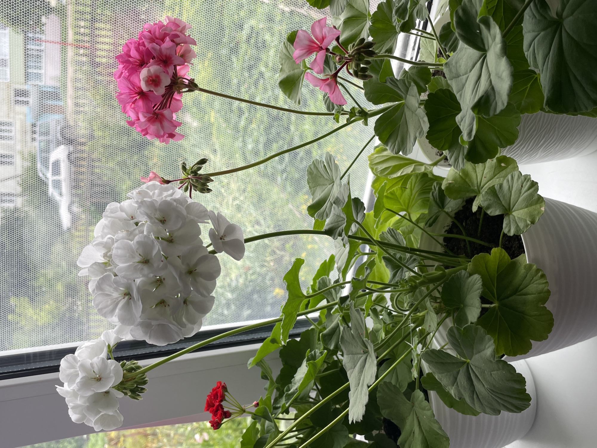 The image shows a close-up view of several potted geranium plants on a windowsill. The plants have large, green, lobed leaves and clusters of flowers. There are white, pink, and red flowers visible. The background is blurred and appears to be a window with a screen, through which a street scene with buildings and a car can be seen. The image was taken in Kumyonki, Russia. The scene is indoors, on a windowsill, with outdoor elements visible through the window. There are no people or animals in the image. The focus is on the flowers and plants, with the background providing context for the location.