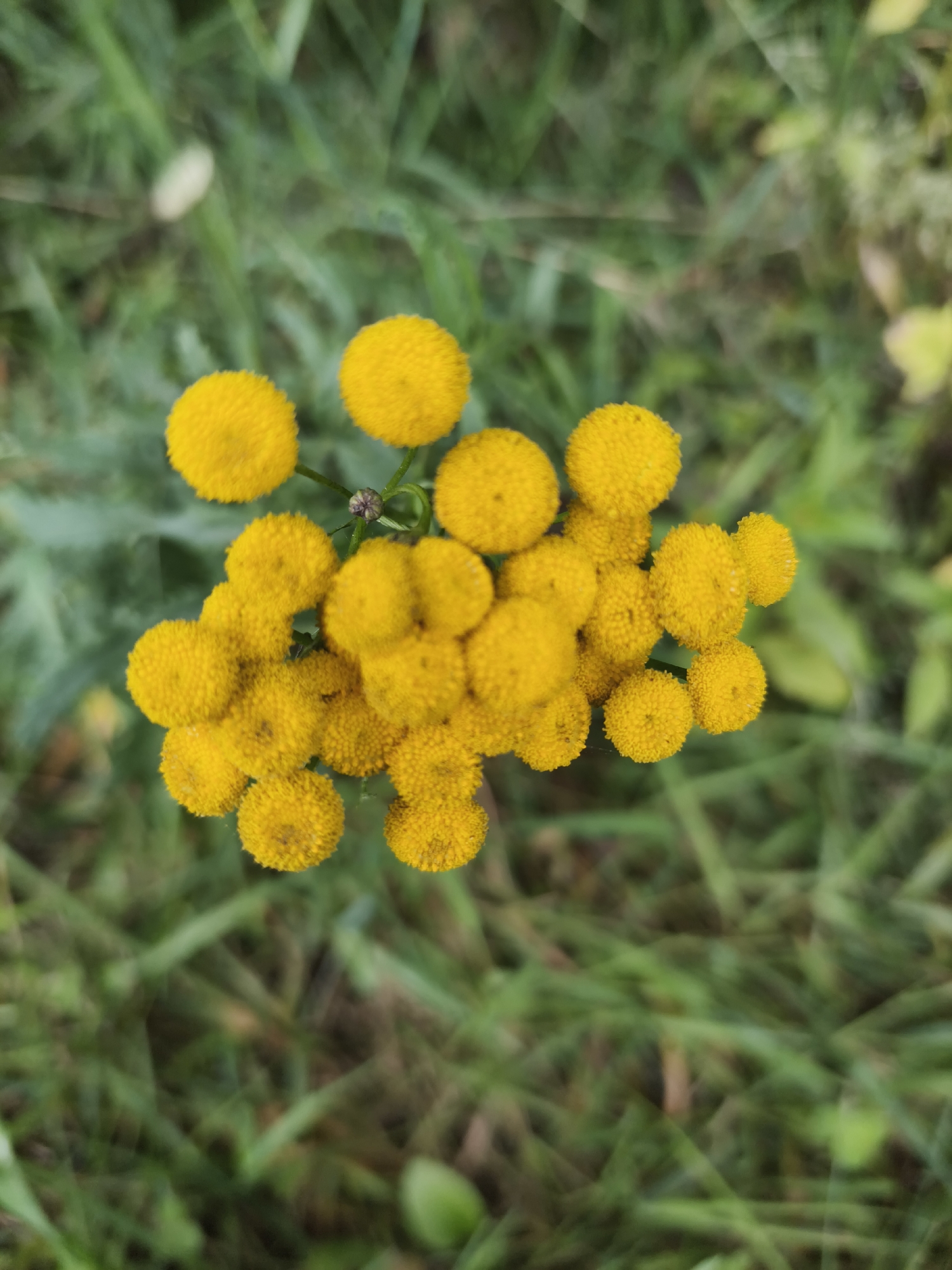 A cluster of bright yellow, button-like flowers is in sharp focus against a blurred background of green grass. The flowers are roughly spherical and appear to be covered in fine, fuzzy petals. A single small, dark bud is visible among the blooms. The setting is outdoors, with a soft, natural light. The image does not depict any people, actions, or interactions. The specific location within Oktyabr'skoe, Russia is not determinable from the visual information provided.