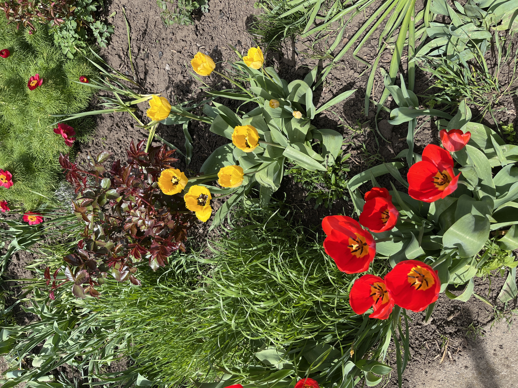 The image shows a garden bed in Apostolove, Ukraine, containing red and yellow tulips in bloom, along with various grasses and plants with reddish-brown leaves. The soil is visible between the plants. The photograph appears to have been taken from directly above the garden bed.