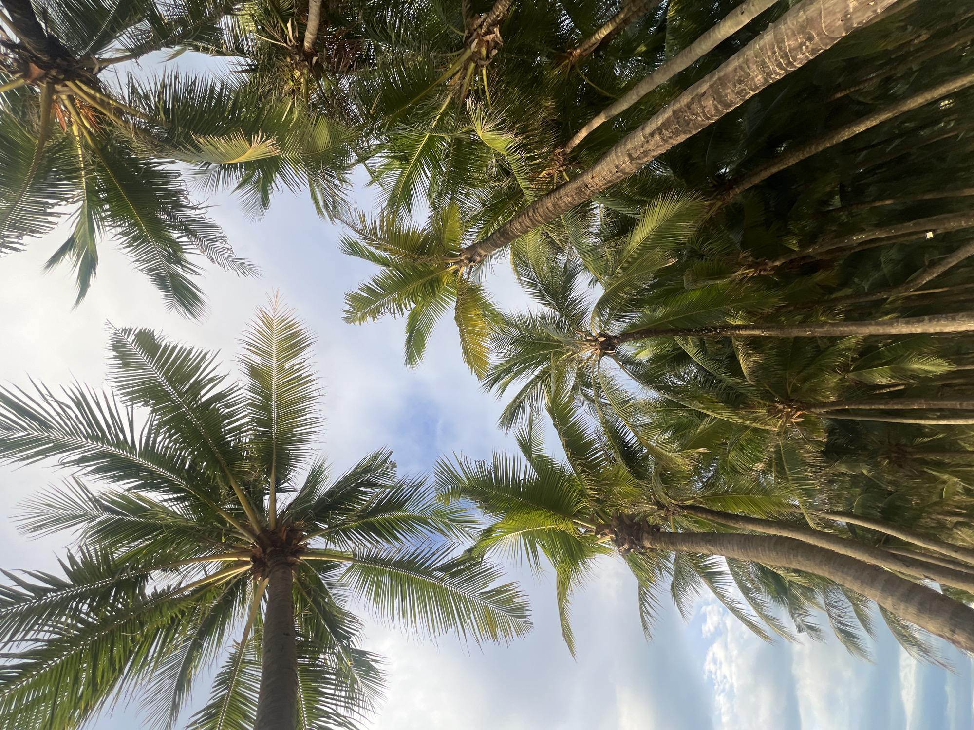 The image depicts a dense cluster of tall, mature palm trees viewed from below, looking up towards a partly cloudy sky. The fronds of the palm trees dominate the frame, with their long, slender leaves creating a canopy. The trunks of the trees are textured and vary in thickness, with some appearing weathered and rough. The lighting suggests it may be late afternoon or early morning, as the sunlight filters through the fronds, casting some areas in shadow and illuminating others with a warm, golden hue. The sky visible between the leaves is a pale blue with scattered white clouds. This scene is characteristic of coastal areas in Đà Nẵng, Vietnam, known for its tropical climate and numerous palm-lined beaches. There are no people or animals visible in the image.