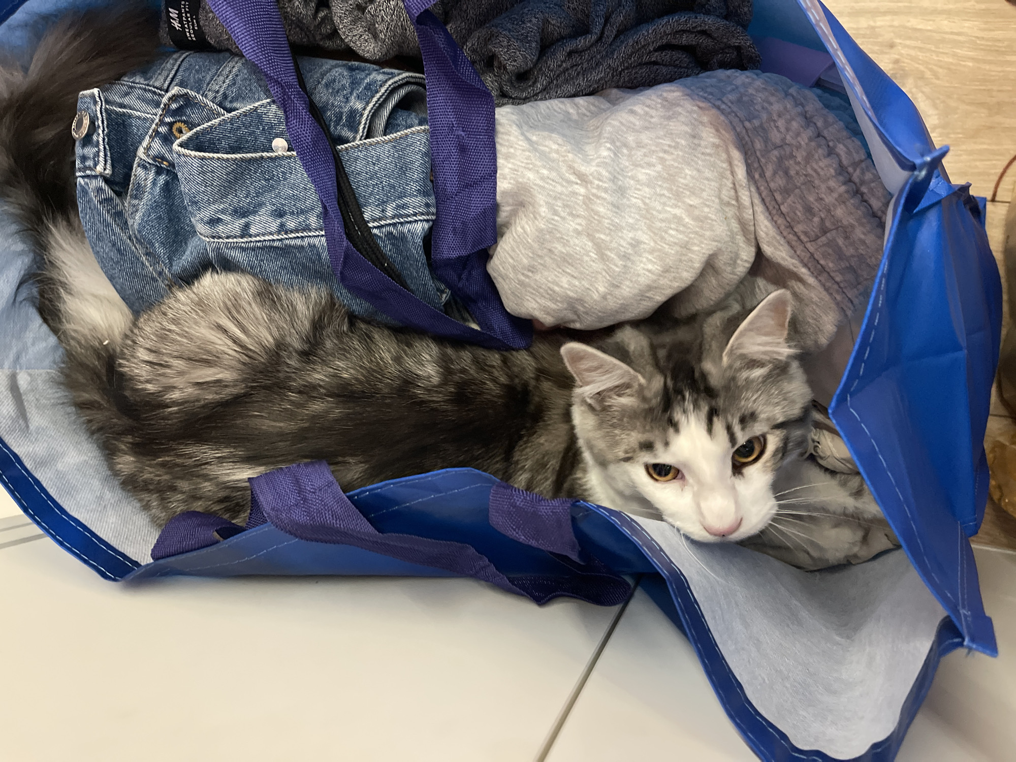 A long-haired, gray and white cat is lying in a blue reusable shopping bag filled with clothes. The bag contains folded jeans, gray sweaters, and other clothing items. The bag is placed on a light-colored tiled floor. The location is not discernible from the image.