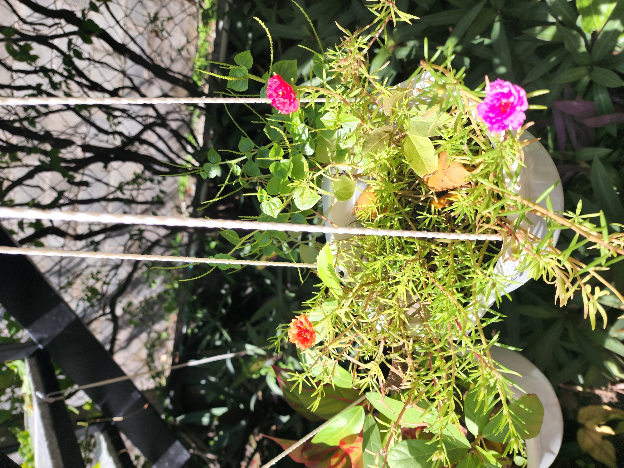 In the city of Phan Thiet Ward, Vietnam, a close-up, eye-level shot captures a vibrant hanging planter filled with lush greenery and a few colorful flowers. The planter, a white pot, is suspended by three thick white ropes, suggesting an outdoor setting, possibly a balcony or patio. The main subjects are the plants themselves, a mix of succulent-like varieties with slender, light green leaves and stems, interspersed with other foliage, including broader, reddish-green leaves on the left.
Three flowers are visible: one bright orange with delicate petals, positioned towards the upper left of the planter; a vibrant pink flower, slightly out of focus, towards the right; and another similarly colored pink flower closer to the bottom right. The background reveals a dappled sunlight filtering through the branches of a tree and a wire mesh fence, hinting at the presence of outdoor structures and natural elements. The overall impression is one of a well-maintained, lively plant display bathed in warm, natural light. There are no people or animals present in the frame.