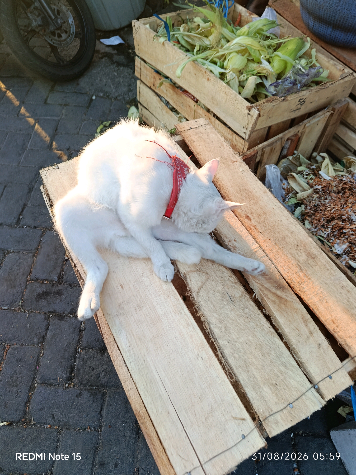 A white cat with a red collar is grooming itself while lying on a wooden pallet. The pallet is placed on a paved surface. In the background, there are wooden crates filled with produce, possibly corn, and a motorcycle wheel is visible. The scene appears to be outdoors, with sunlight casting shadows. The image includes a timestamp that reads "31/08/2026 05:59" and "REDMI Note 15". The metadata for the location is Keboansikep, Indonesia.
