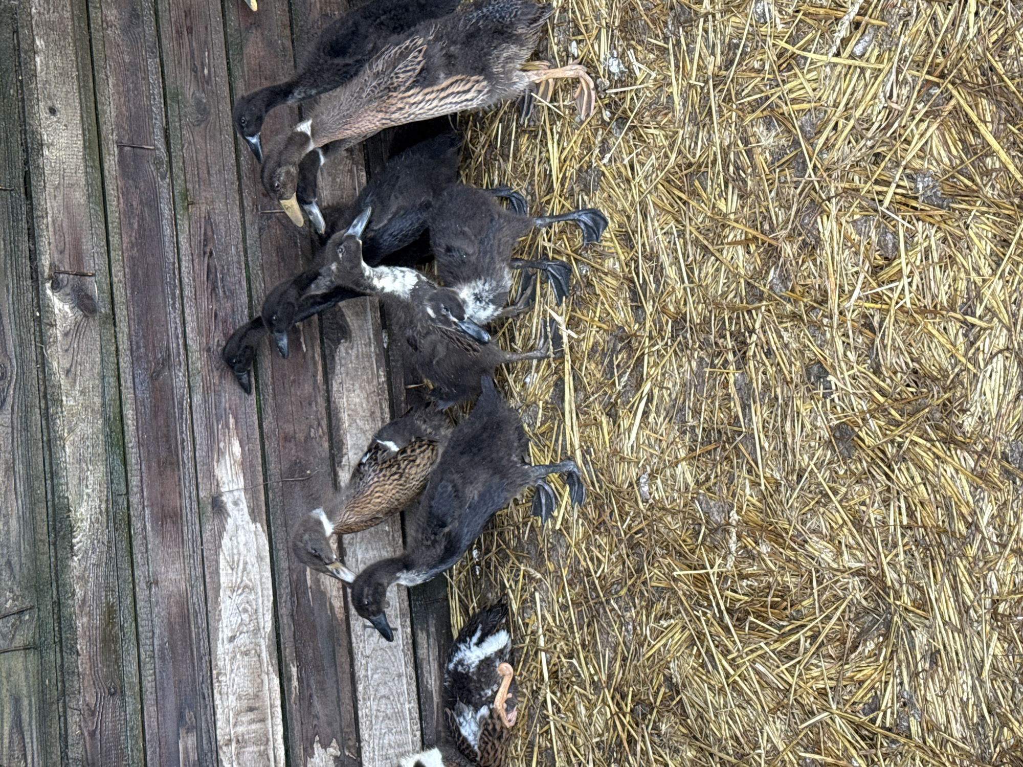A group of Indian Runner ducks are gathered on a bed of straw in front of a wooden wall. The ducks are of various ages and feather colors, ranging from dark brown to mottled brown and white. Some of the ducks are standing, while others are sitting or lying down. The wooden wall appears to be part of a coop or shelter, with visible planks and horizontal supports. The straw on the ground is dry and light brown, typical of animal bedding. The scene is rustic and appears to be in an outdoor or semi-outdoor agricultural setting, possibly a farm in Galinė, Lithuania, given the context. There are no people visible in the image.