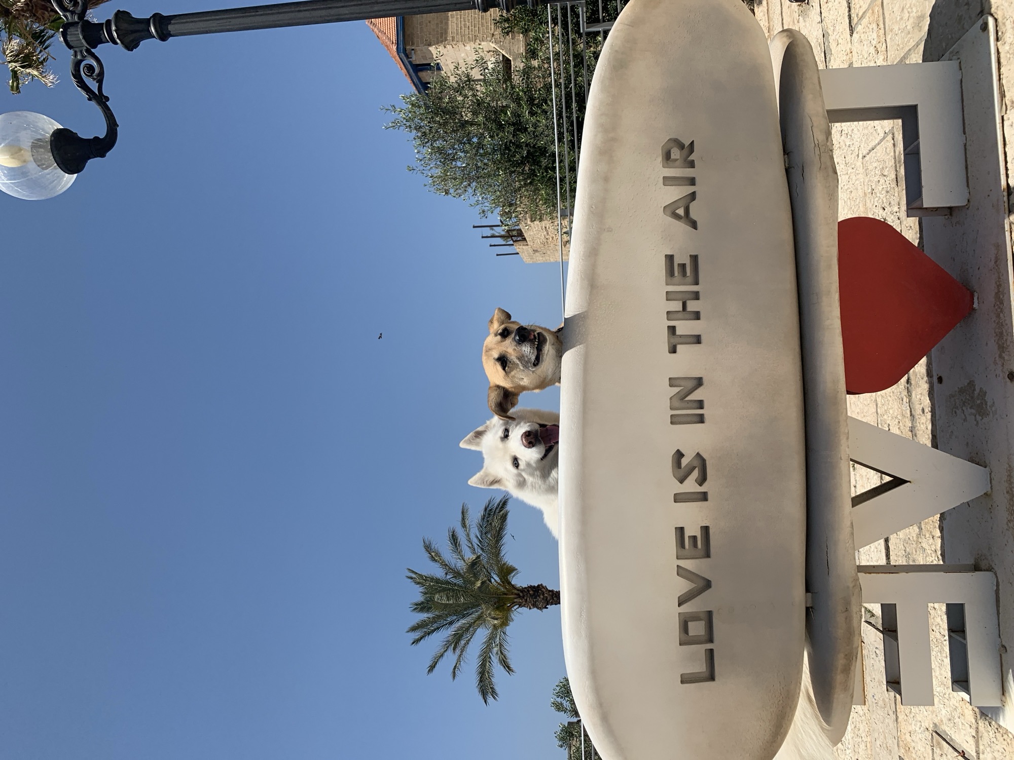 The image, oriented sideways, presents a vibrant outdoor scene under a clear blue sky in what appears to be Tel-Aviv, Israel. Two dogs, one light brown and the other a fluffy white with its tongue playfully peeking out, are the central subjects, looking over a large white sculpture. This sculpture prominently spells out the word "LOVE" in bold, white block letters. An elongated section of the sculpture also displays the embossed text "LOVE IS IN THE AIR". A bright red heart shape is nestled within the "LOVE" sign, positioned between the 'V' and 'E'.
The setting suggests a warm, sunny day, with abundant natural light. To the left, an elegant black lamppost with a spherical glass light fixture adds a touch of classic urban design. A lush palm tree stands below the dogs, its fronds adding to the Mediterranean atmosphere. In the background, older buildings constructed from light-colored stone or brick, some featuring red-tiled roofs, contribute to the historic charm of the location. The overall mood conveyed is cheerful and endearing, with the playful dogs adding to the sentiment expressed by the prominent "LOVE" sign.