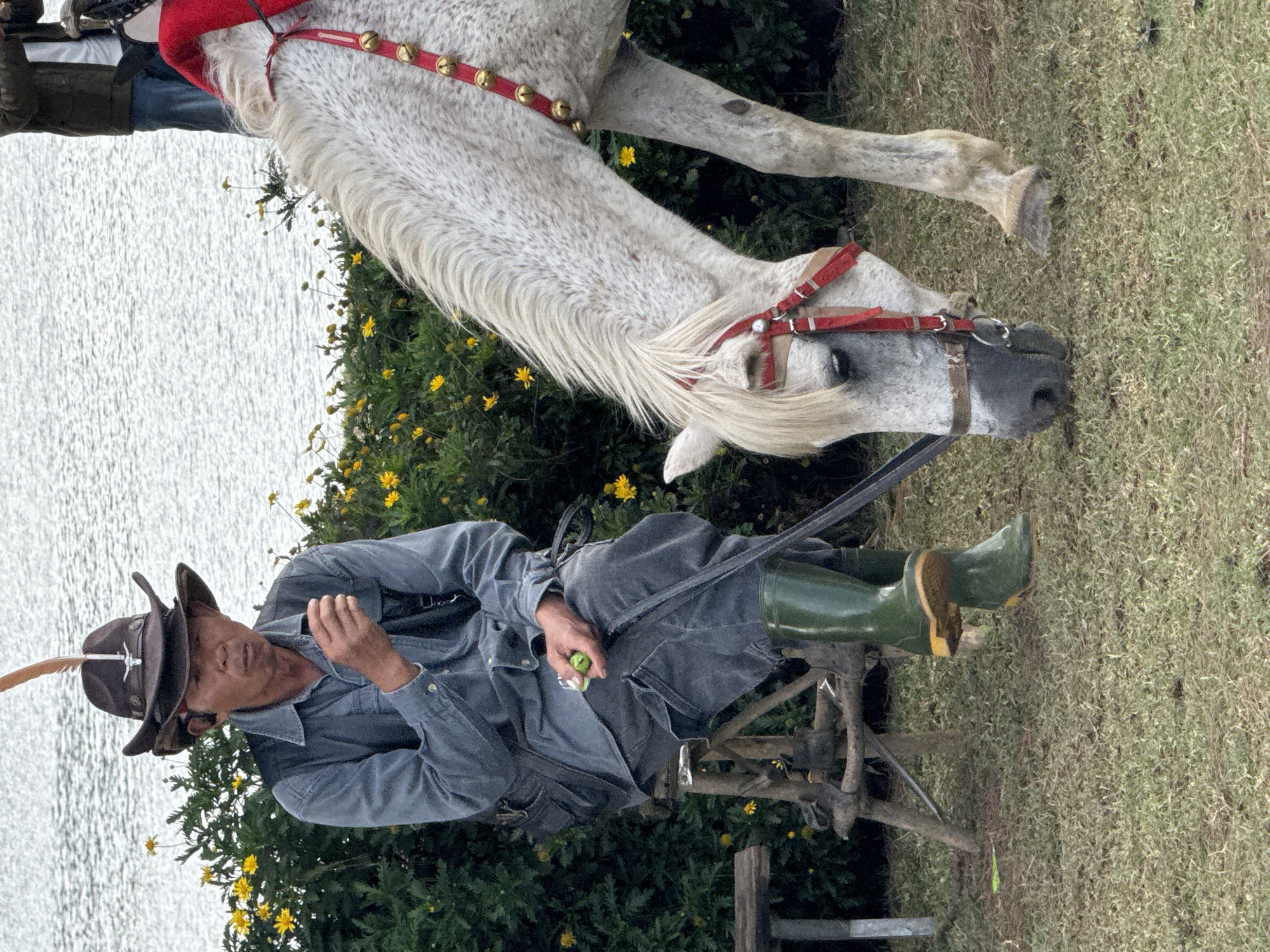 A man sits on a wooden stool next to a white horse in Da Lat, Vietnam. The man is wearing a cowboy hat with a feather and a denim shirt, vest, and pants. He is holding a piece of food in his hand and appears to be feeding the horse. The horse is a dappled grey and has a red bridle and a red saddle pad decorated with bells. In the background, there is a body of water, possibly a lake, and lush green foliage with yellow flowers. The ground is covered in dry grass. The scene appears to be outdoors, possibly in a park or tourist area.