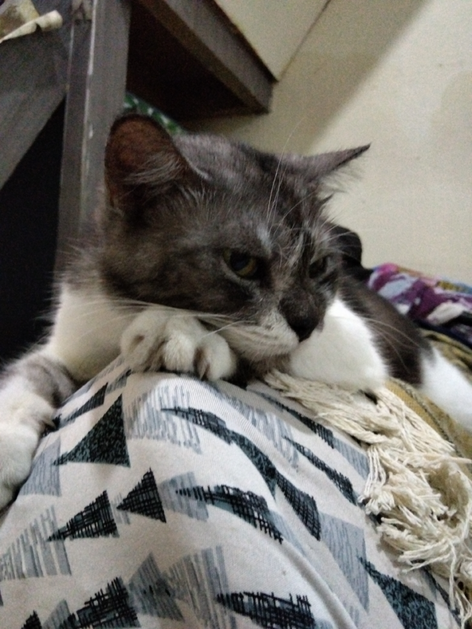 A gray and white cat rests on a patterned blanket, its paws resting on the fabric. The cat has green eyes and appears to be looking to its right. The blanket has a geometric pattern of black and gray triangles. The background is blurred, but appears to be indoors with wooden furniture and a wall. This image was taken in East Jakarta, Indonesia.