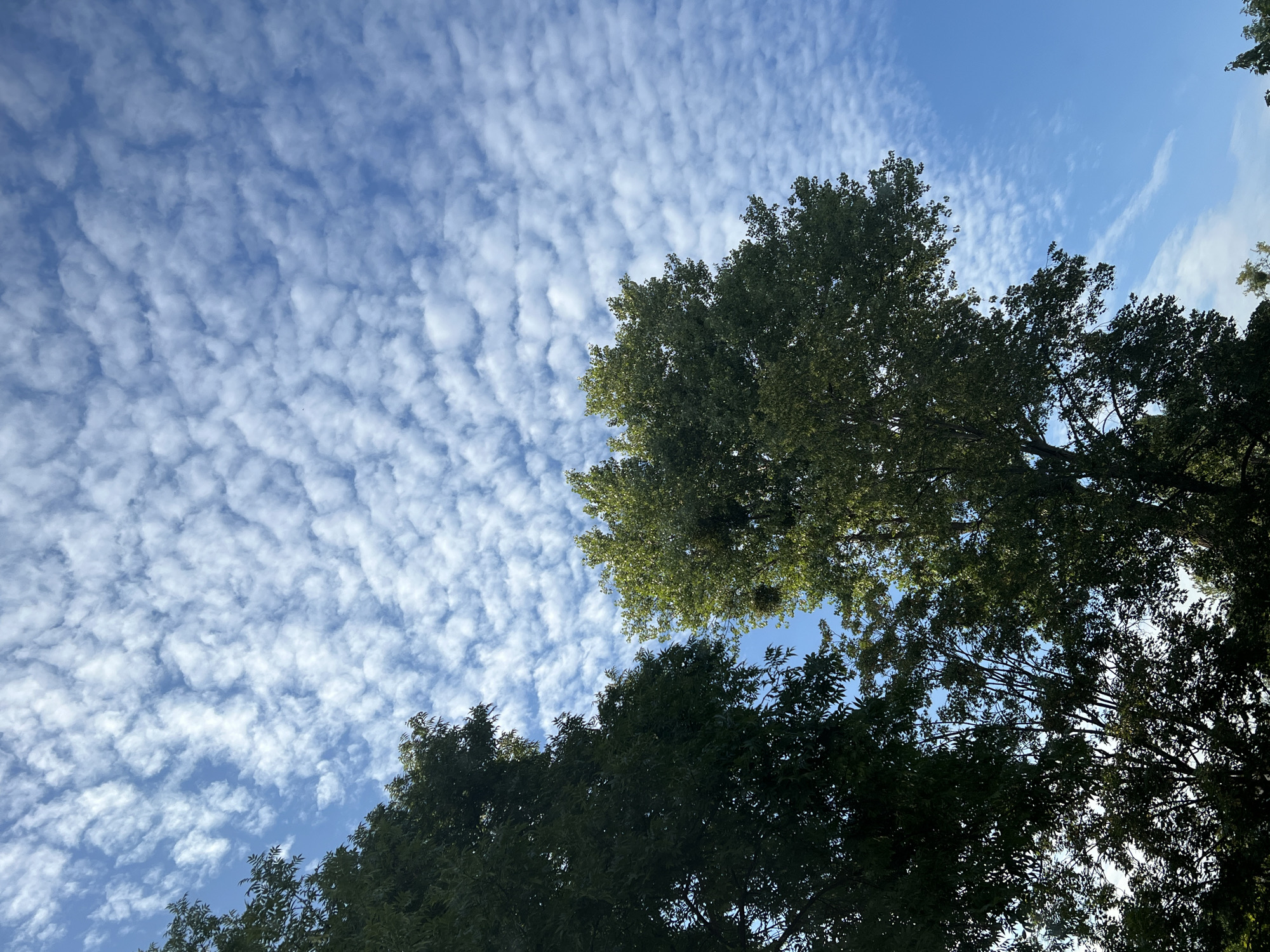 The image shows a bright blue sky with scattered altocumulus clouds, forming a dappled pattern. Two large trees with dense green foliage are in the foreground, partially obscuring the sky. The tree on the left is larger and darker, while the tree on the right is slightly smaller and lighter green. A cluster of what appears to be mistletoe is visible in the upper branches of the tree on the right. The composition is a low-angle shot, looking up towards the sky. The image was taken in Warsaw, Poland, although the specific location within the city is not provided. There are no people or any other observable elements in the scene.